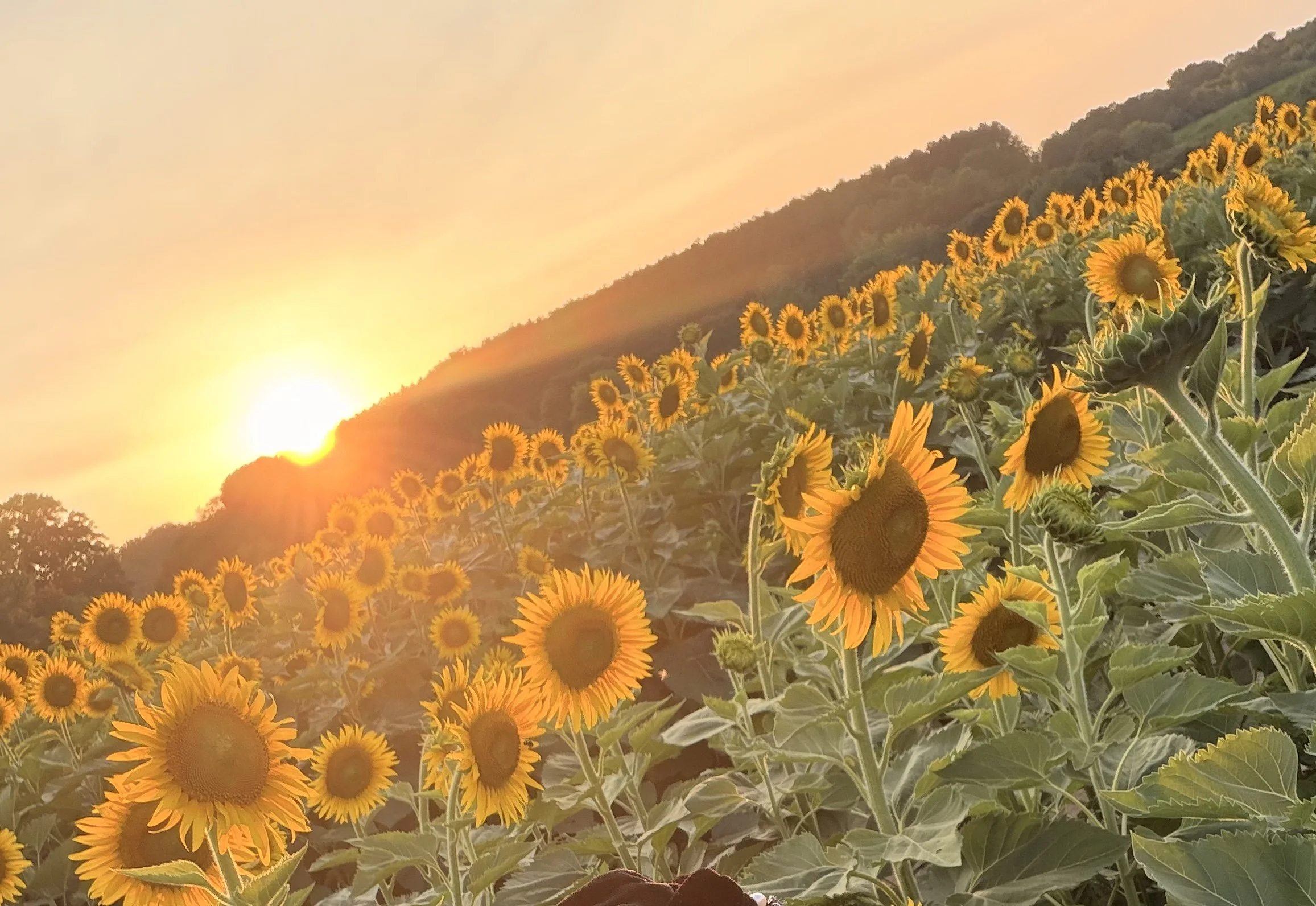 Sunflowers blooming in a field during sunset with a mountain in the background.