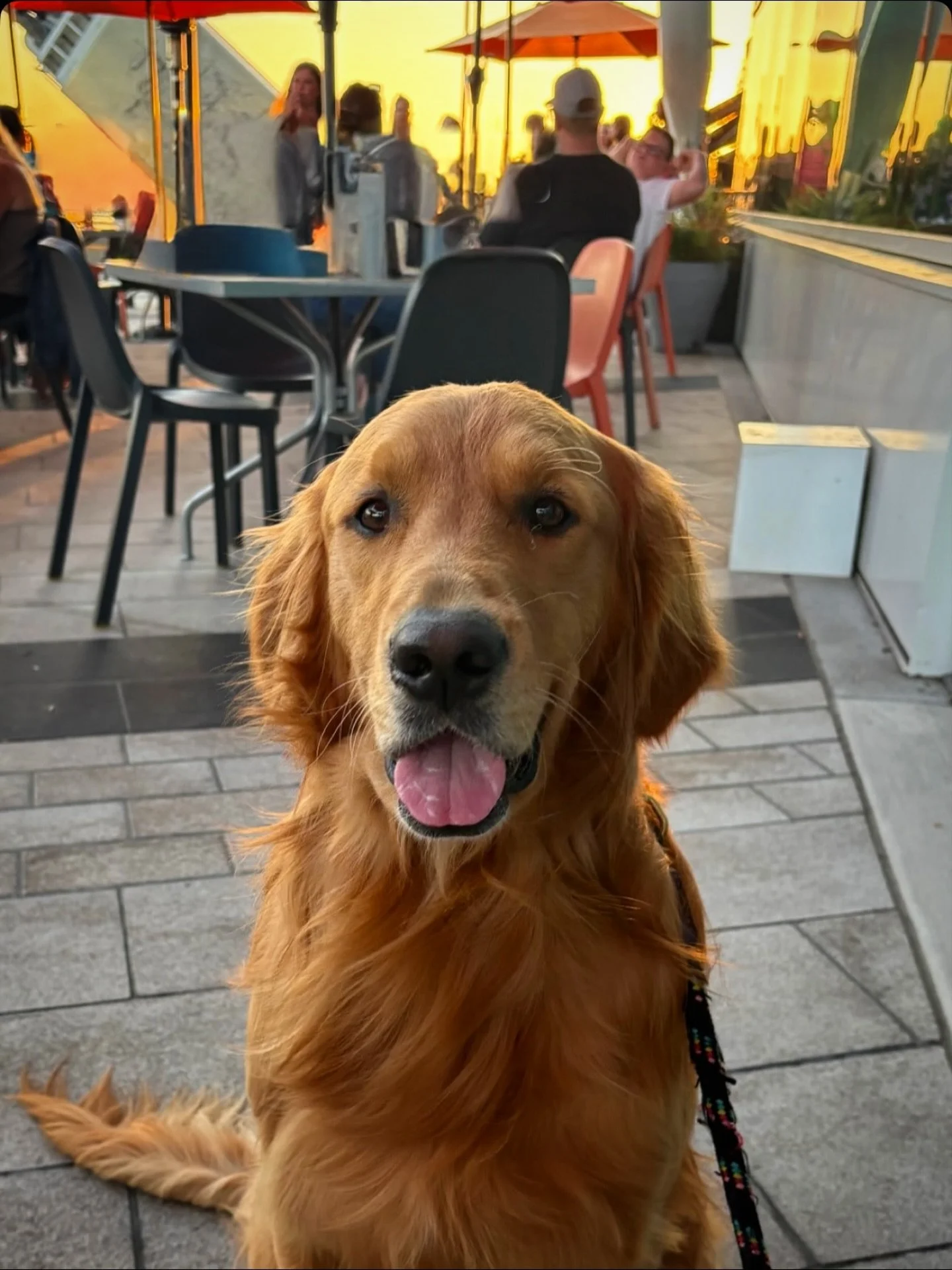 Enjoy our paw-tios while you still can! 🐾
📸: @thatgreatgoldenlife
#patioseason