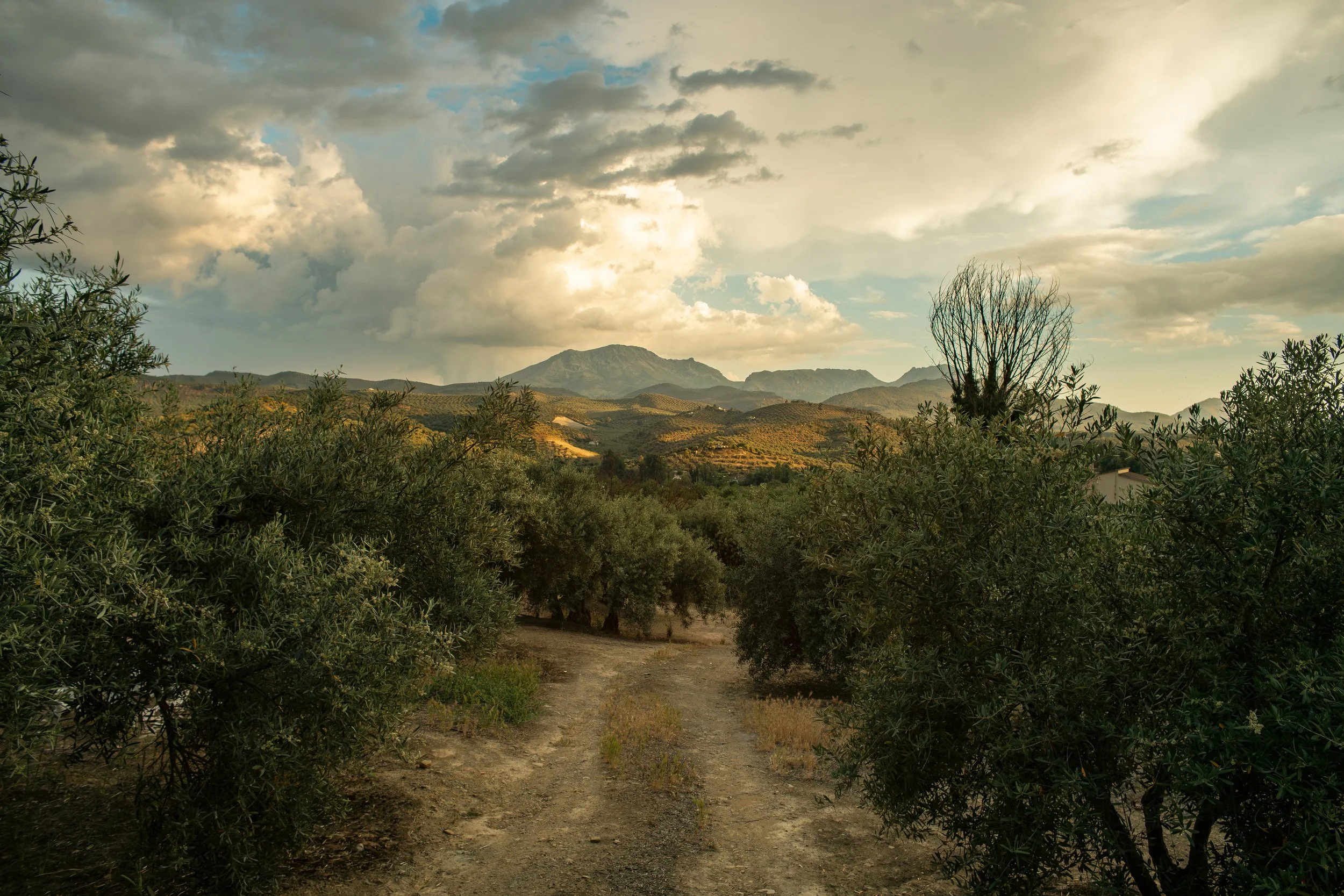 Renovados-4 copy.jpg