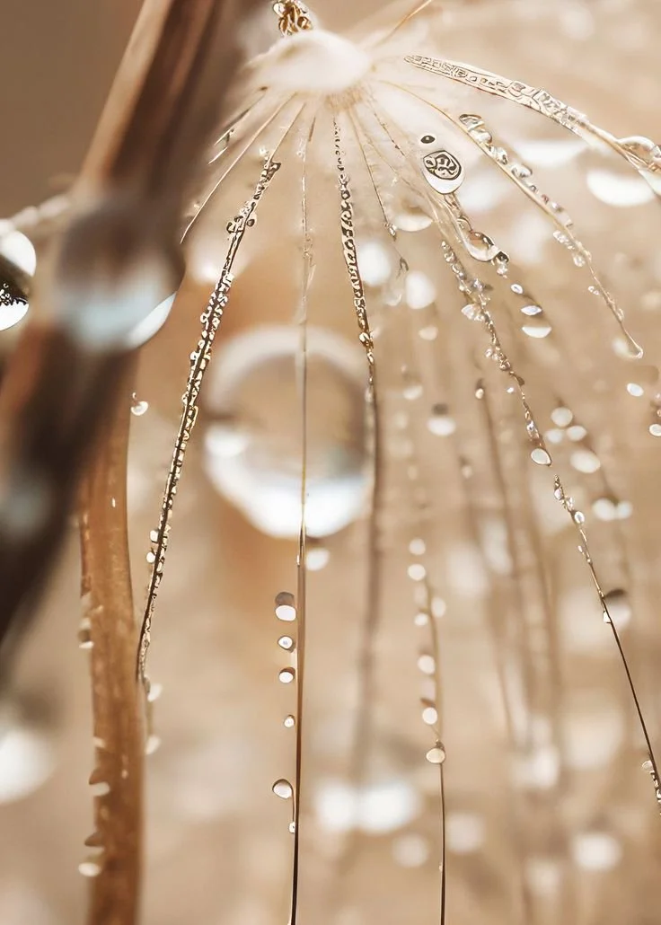 Close-up of a dried dandelion seed head with water droplets on the attached fine filaments.