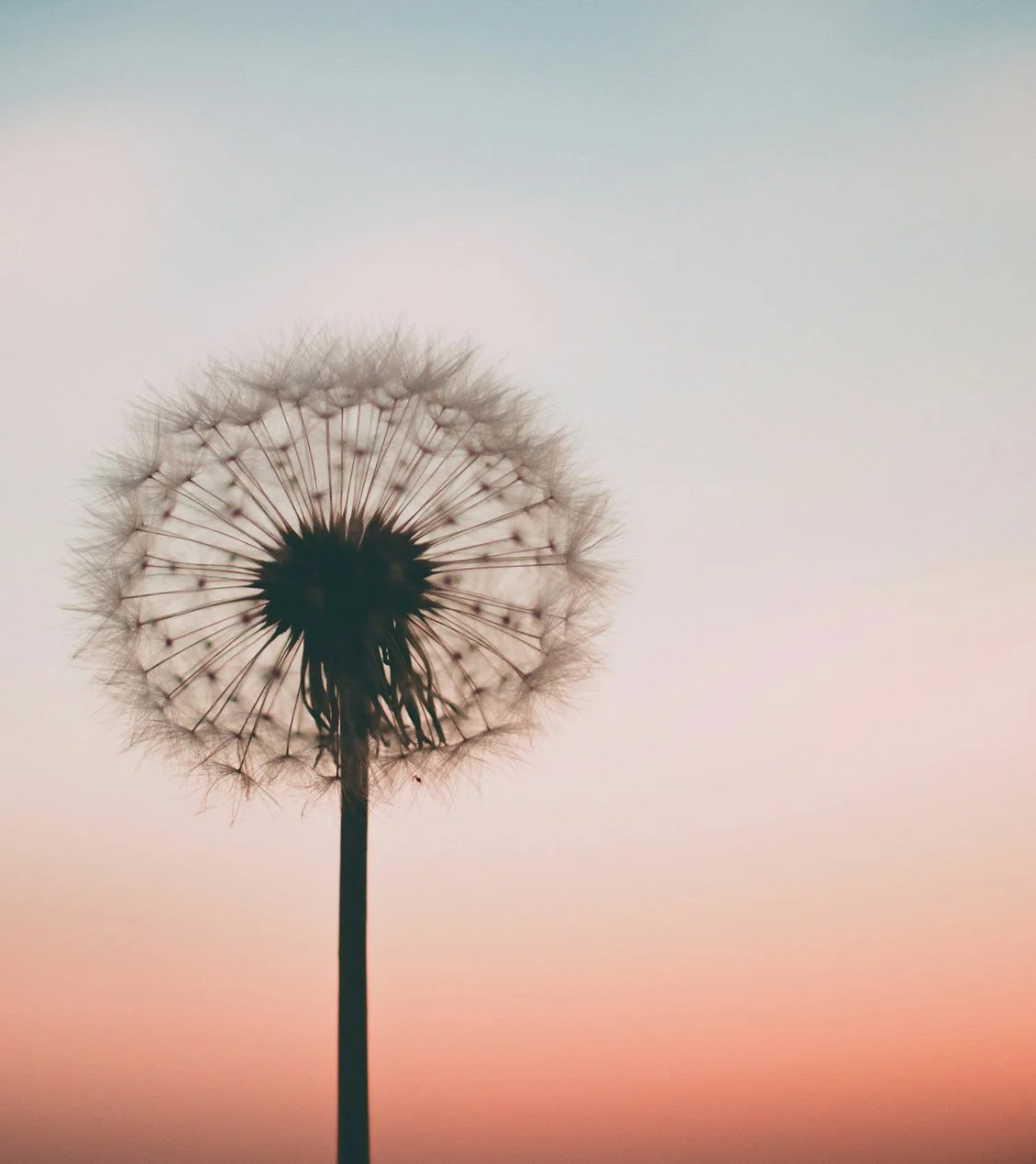 Close-up of a dandelion seed head against a pastel sky at sunset.