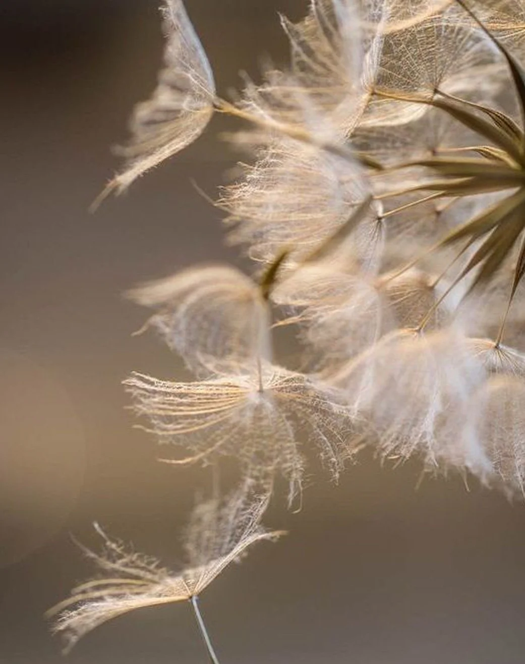 Close-up of dandelion seeds floating in the air with a soft, neutral background.
