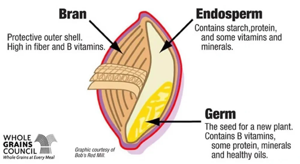 Why Wheat Berries? | Benefits | Food For Thought β 4 Generations Organic