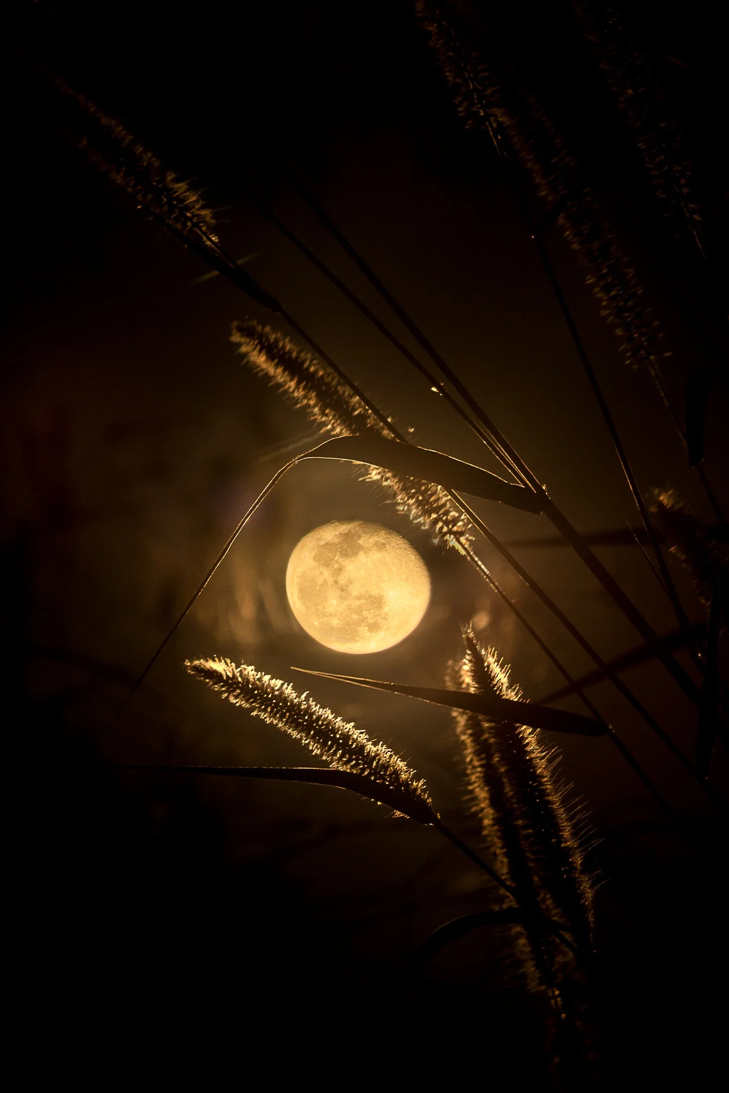 Moonlight | Everglades