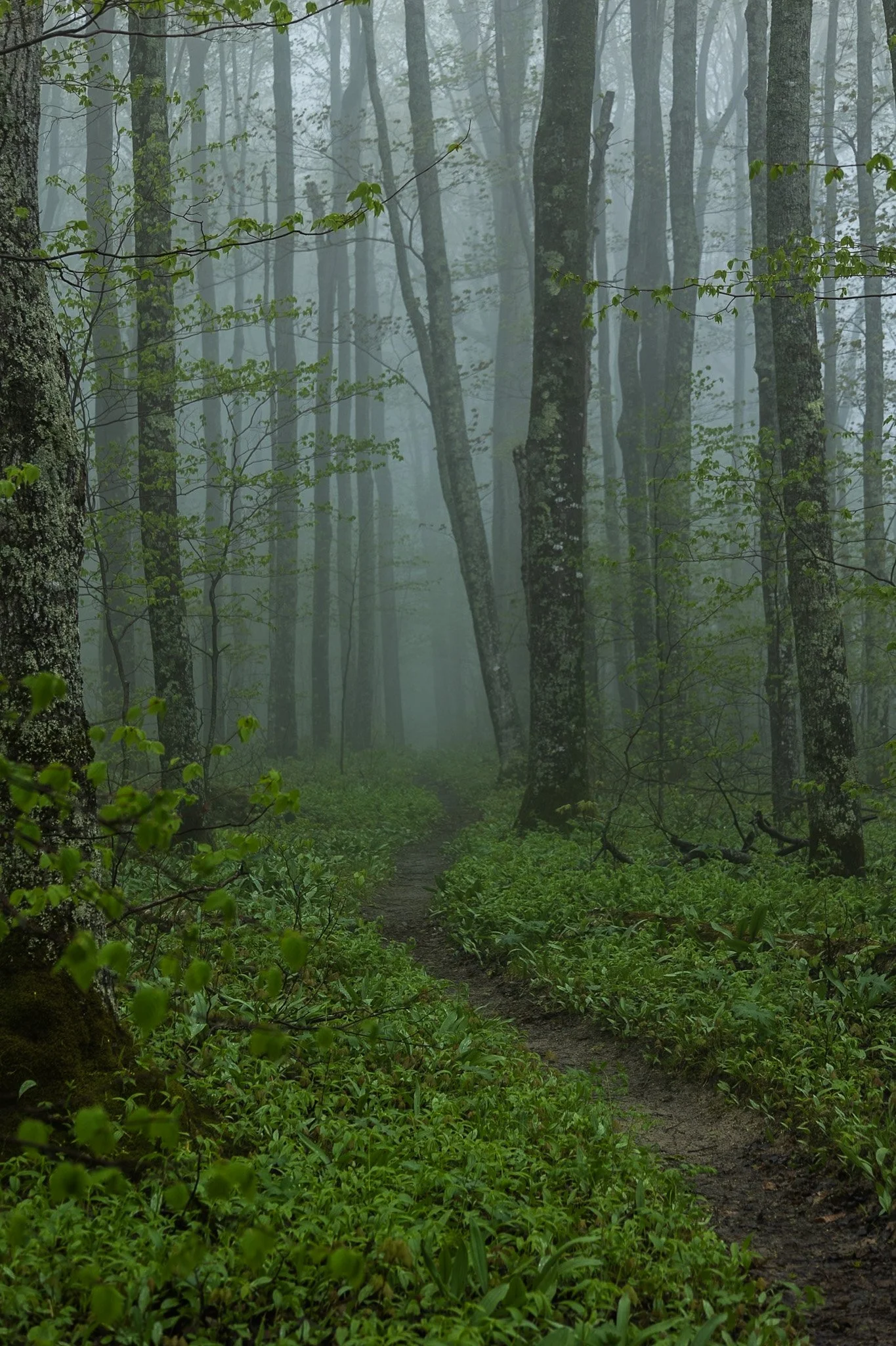 Fog | Pictured Rocks