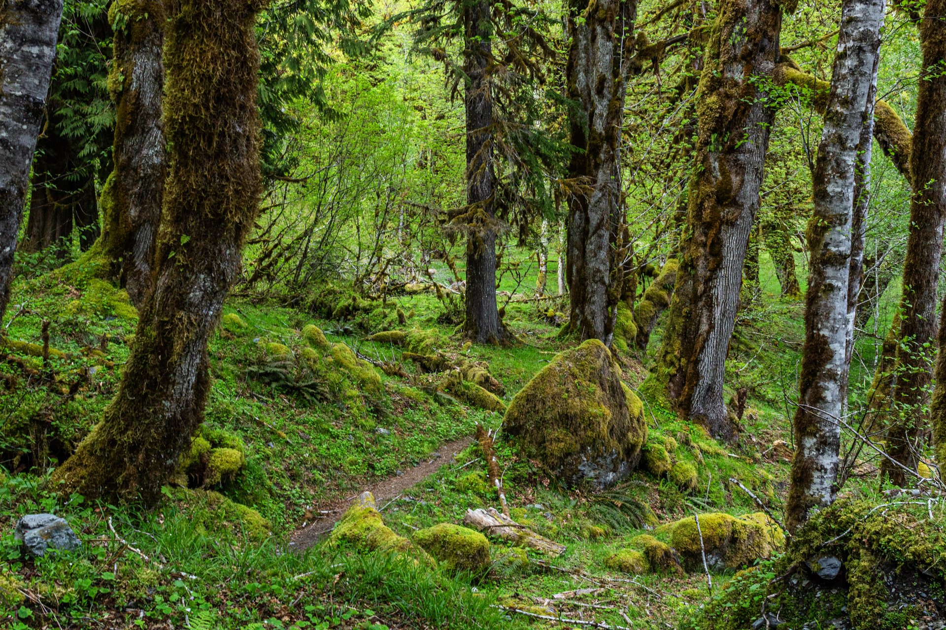 Hoh_Rainforest_Enchanted_Valley.jpg
