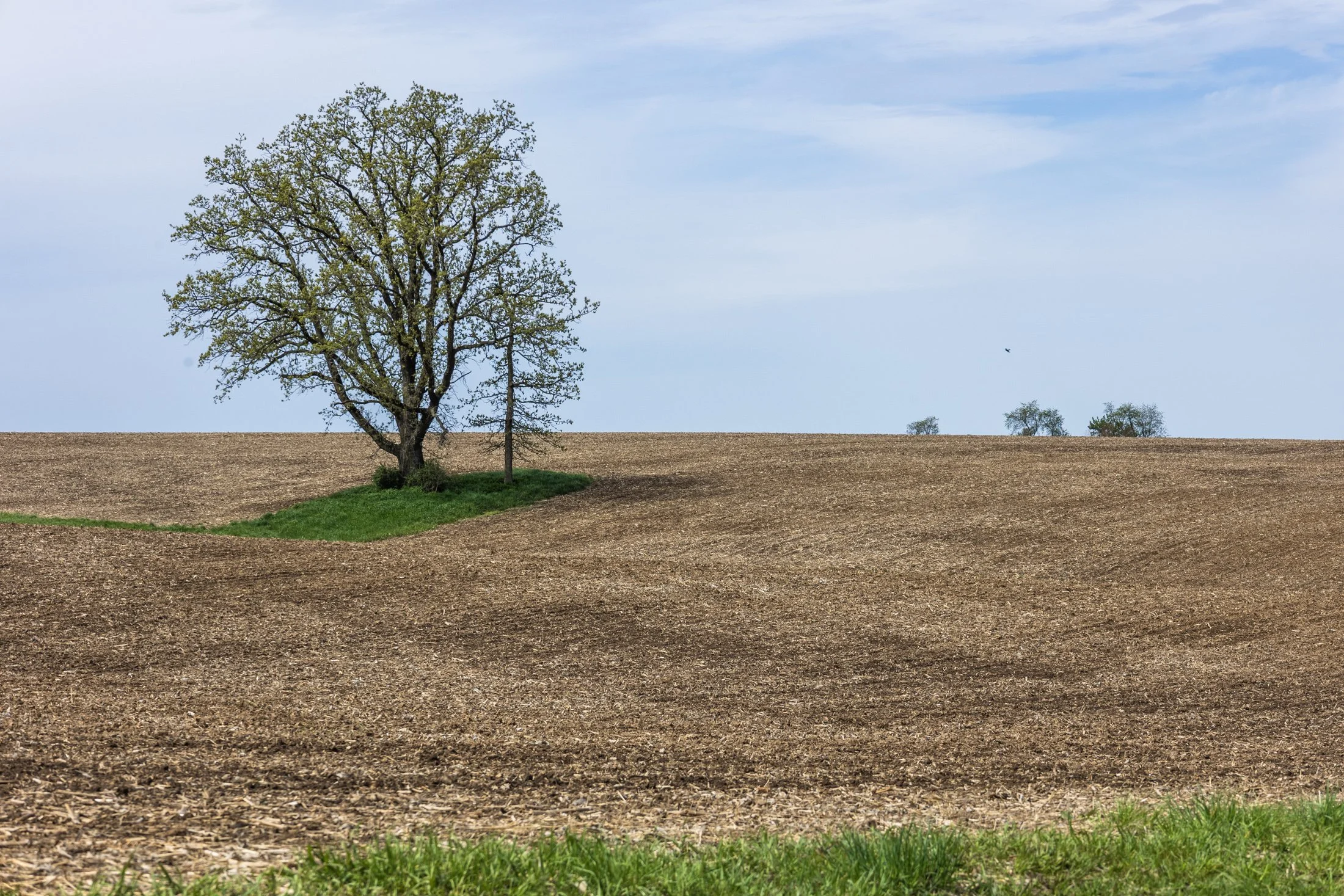 Spring | Illinois