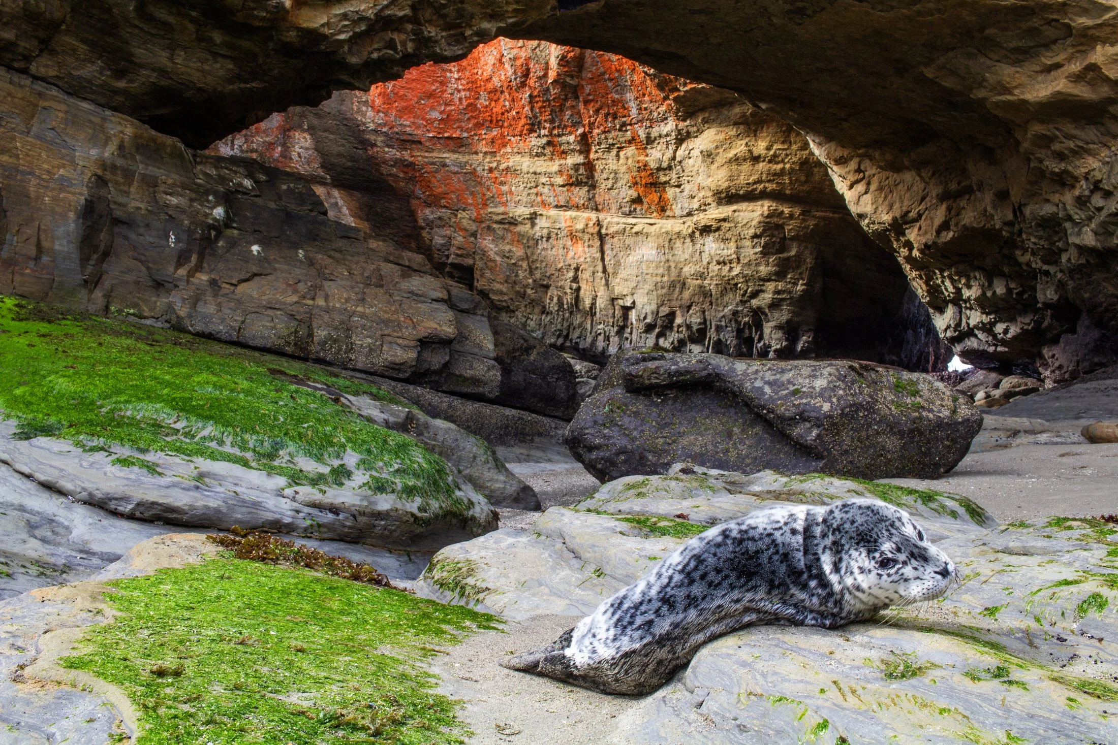 Sea Pup II | Devil’s Punchbowl