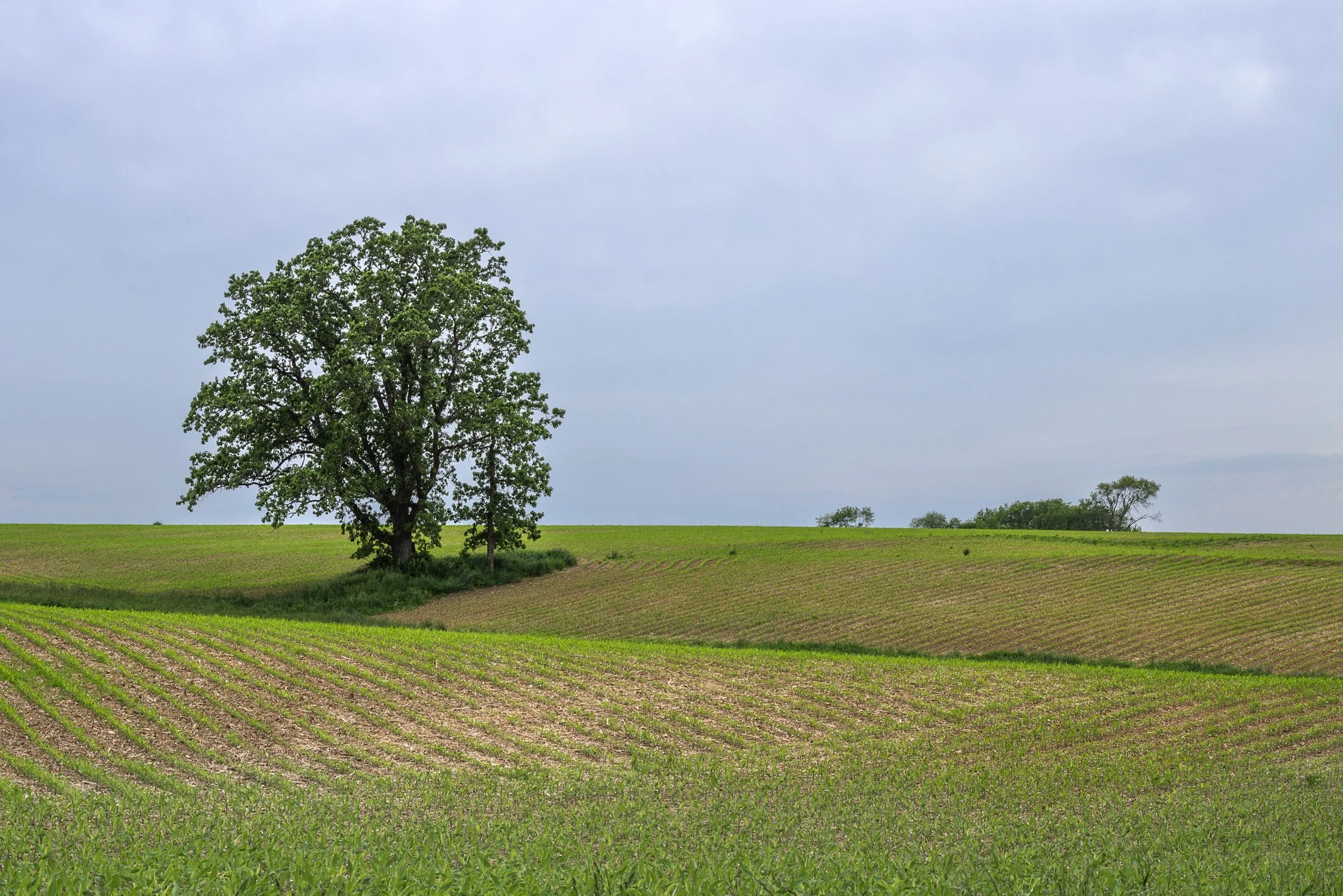 Summer | Illinois