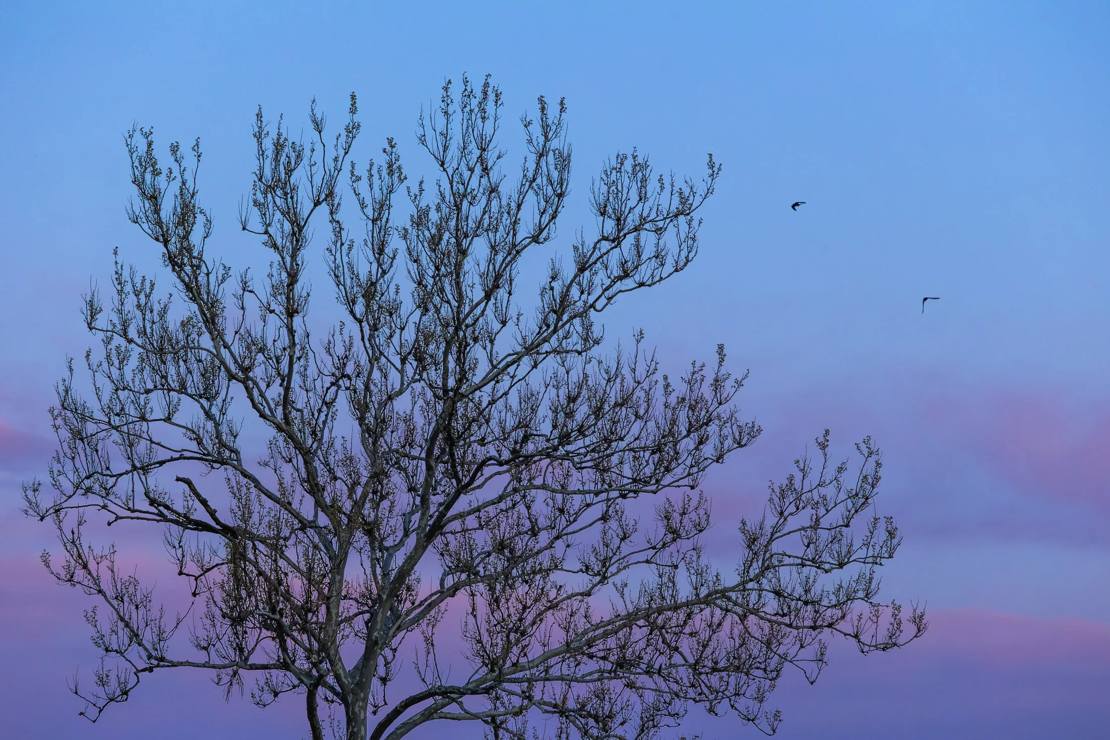 Witches' Broom | Sycamore