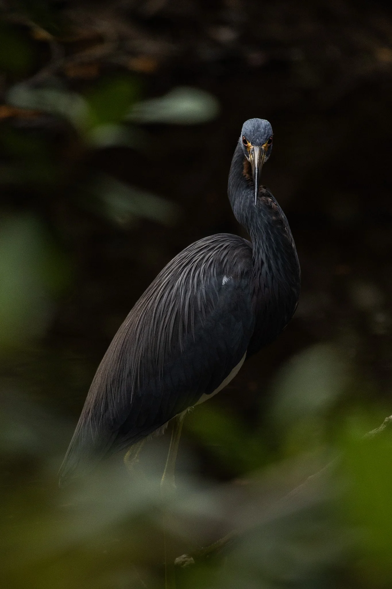 Tricolored Heron | Everglades