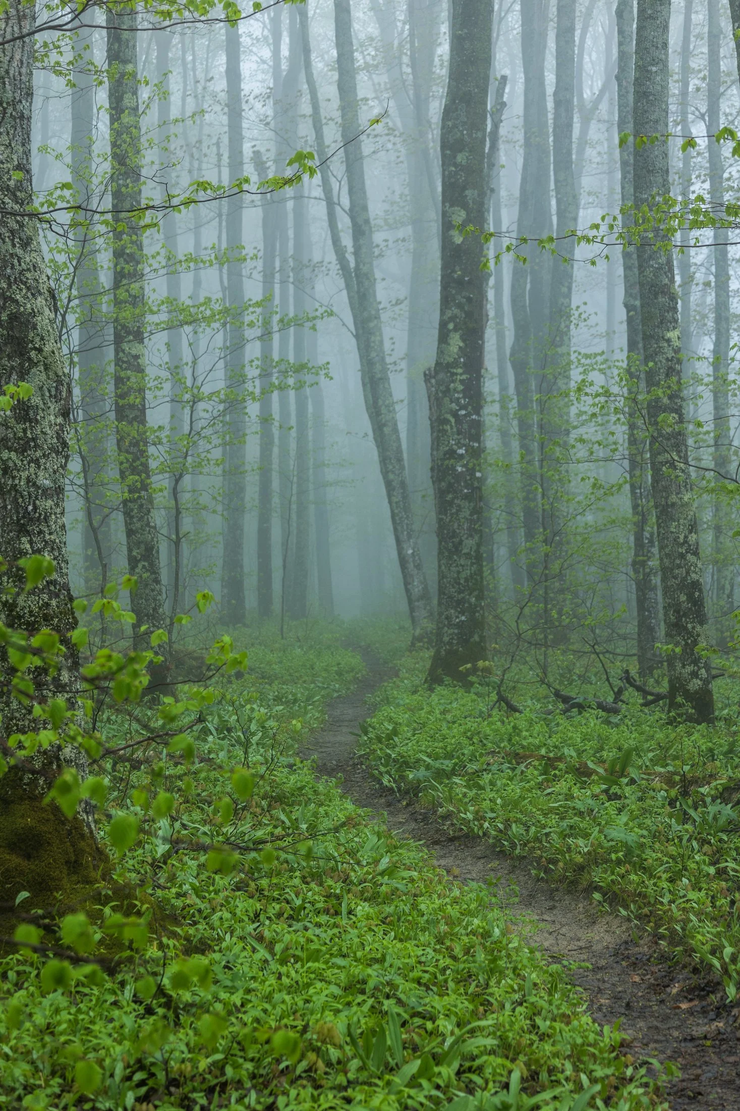 Fog | Pictured Rocks