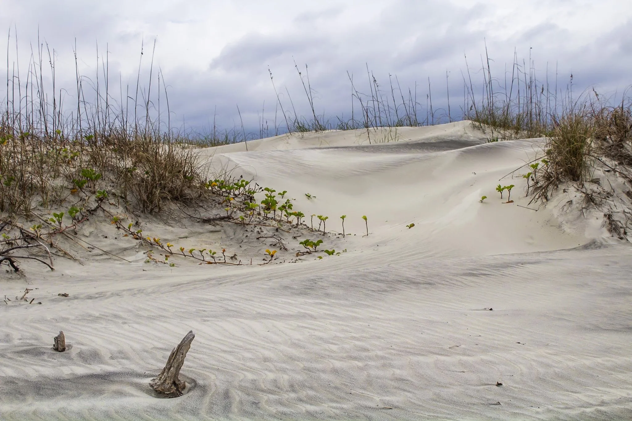 Beach | Cumberland Island