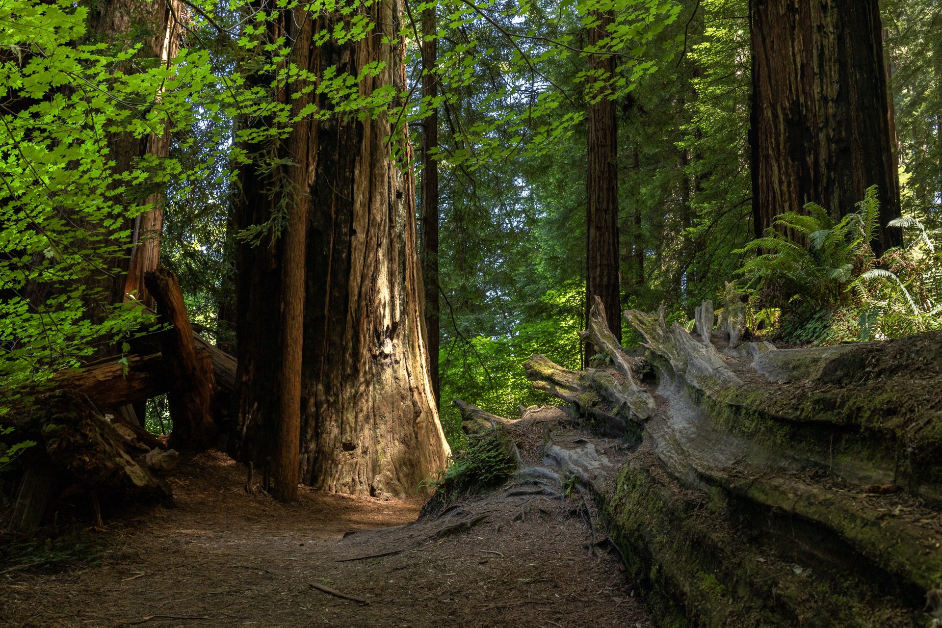 Redwoods-California-Jedediah-Smith.jpg