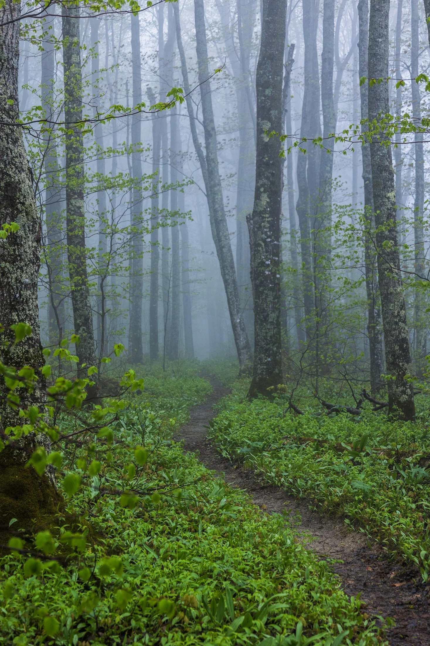 Fog | Pictured Rocks