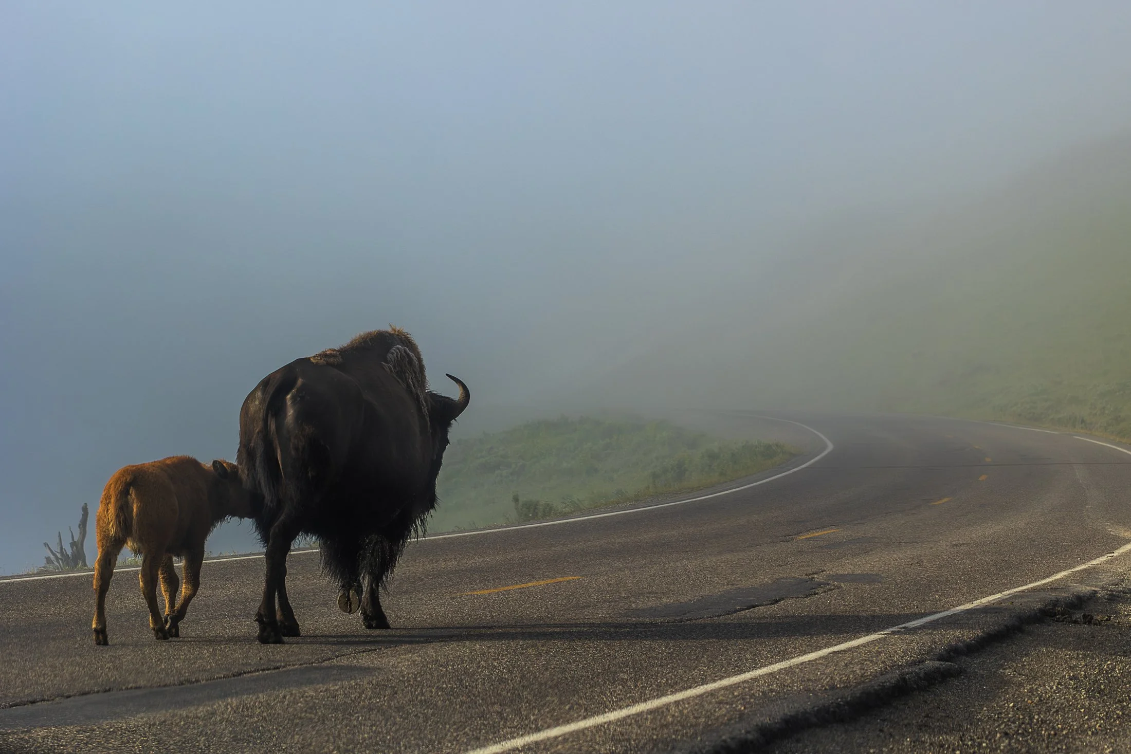 Family | Yellowstone