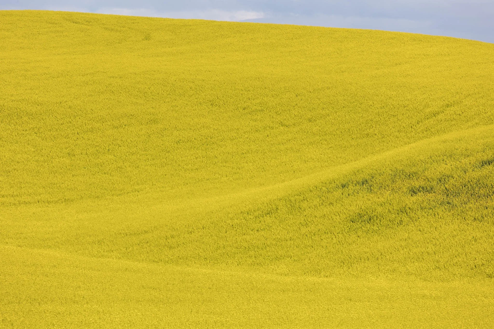Canola II | The Palouse