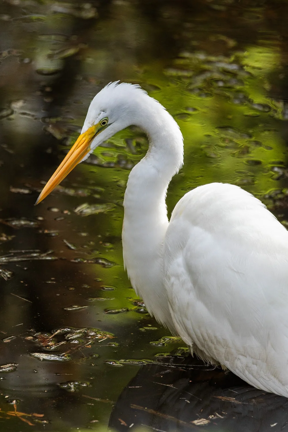 Swamps & Wetlands Fine Art Prints For Sale — Lens Objectives LLC