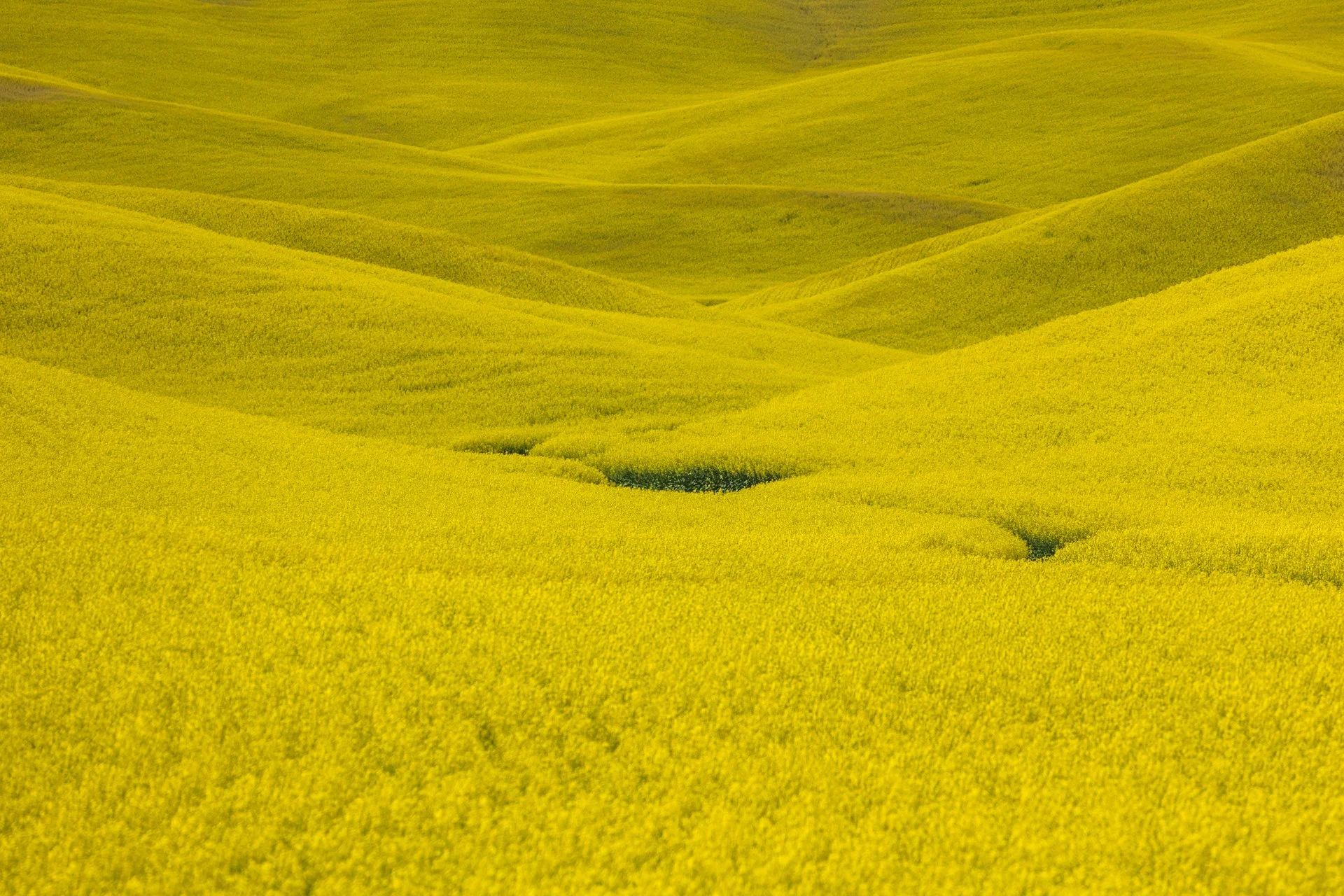 Canola | The Palouse