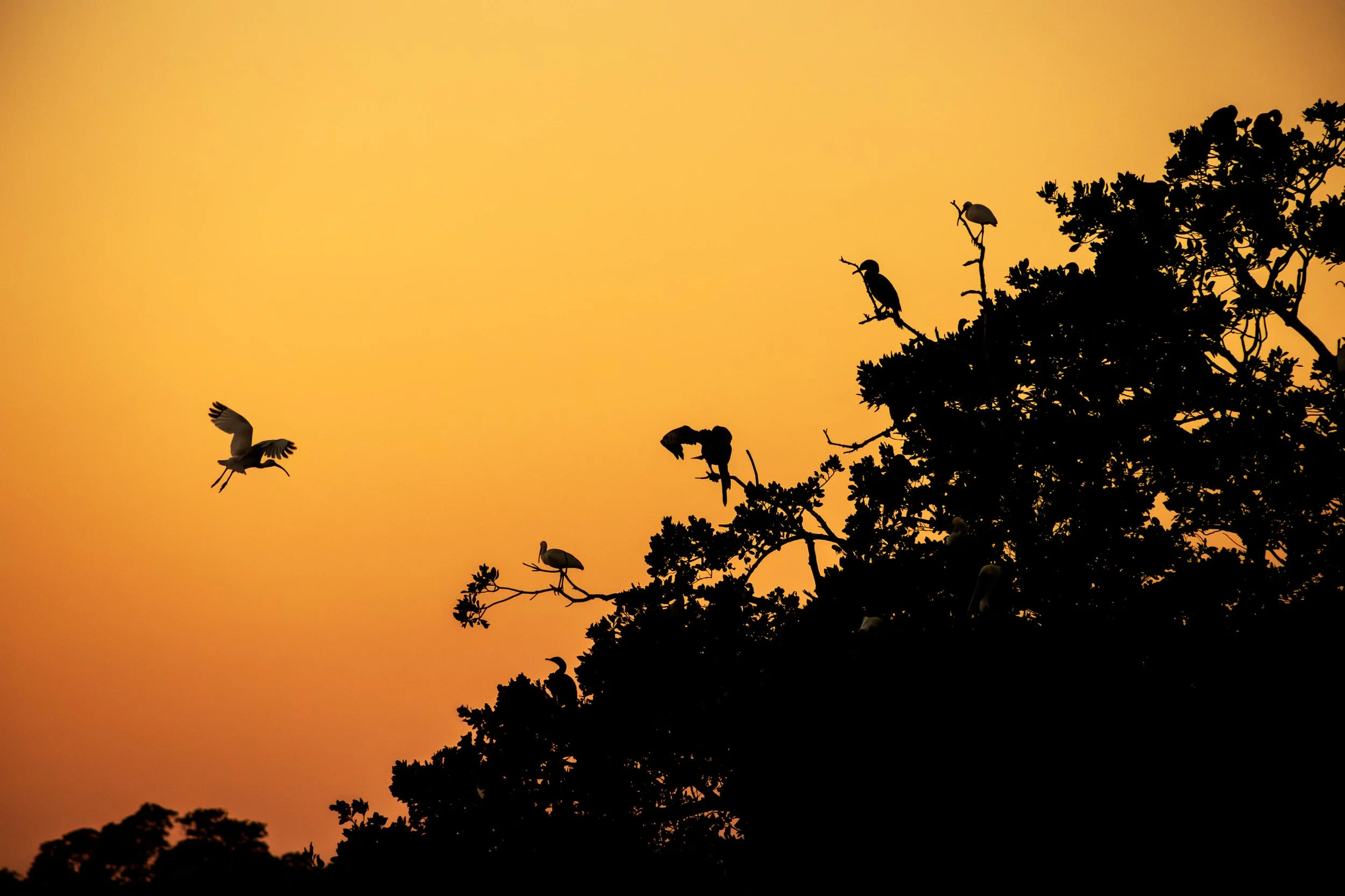 Sunset | Everglades