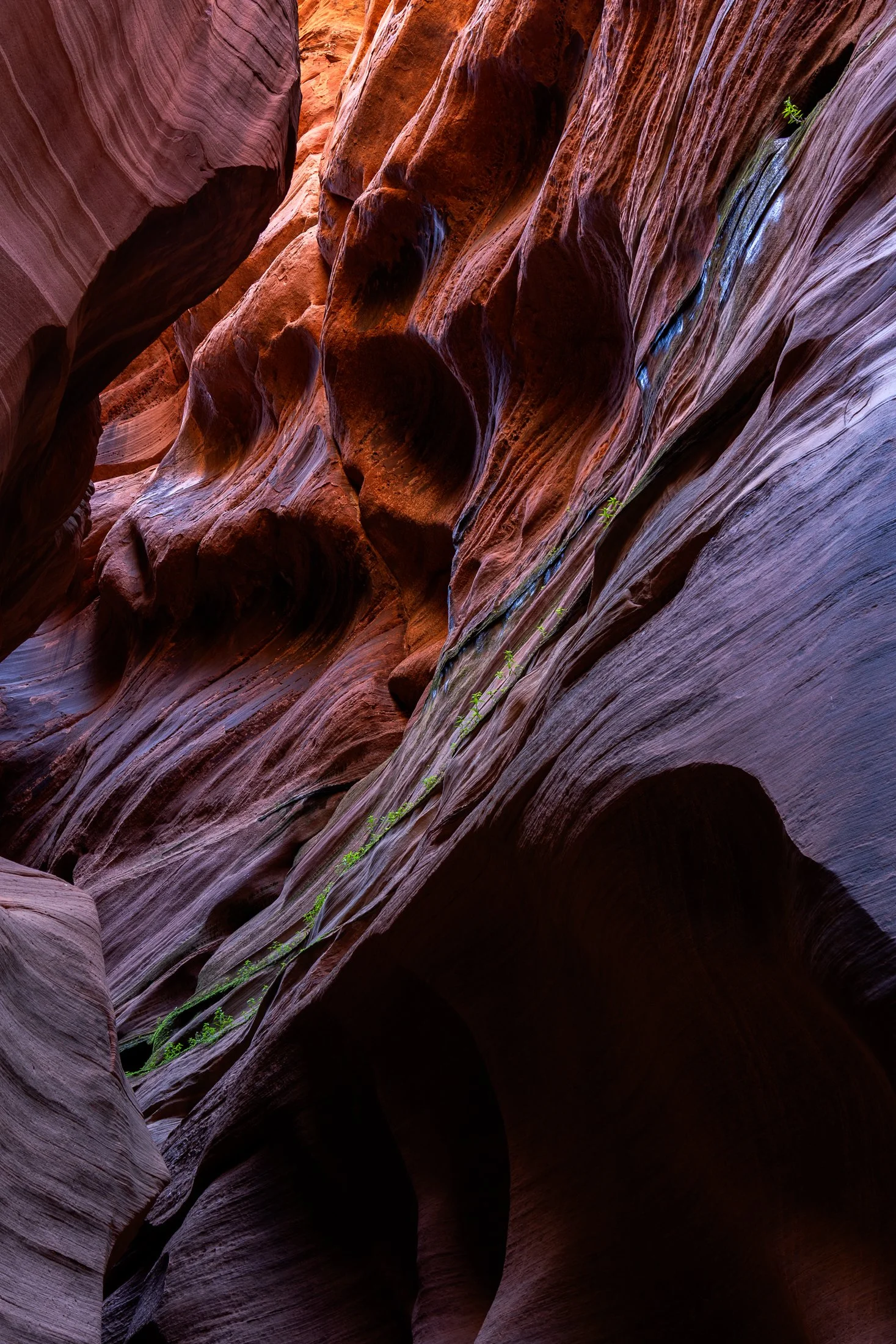 Growth | Buckskin Gulch