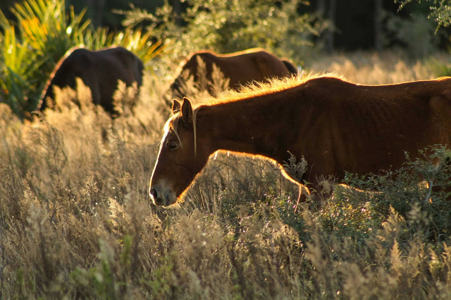 Golden Hour | Cumberland Island