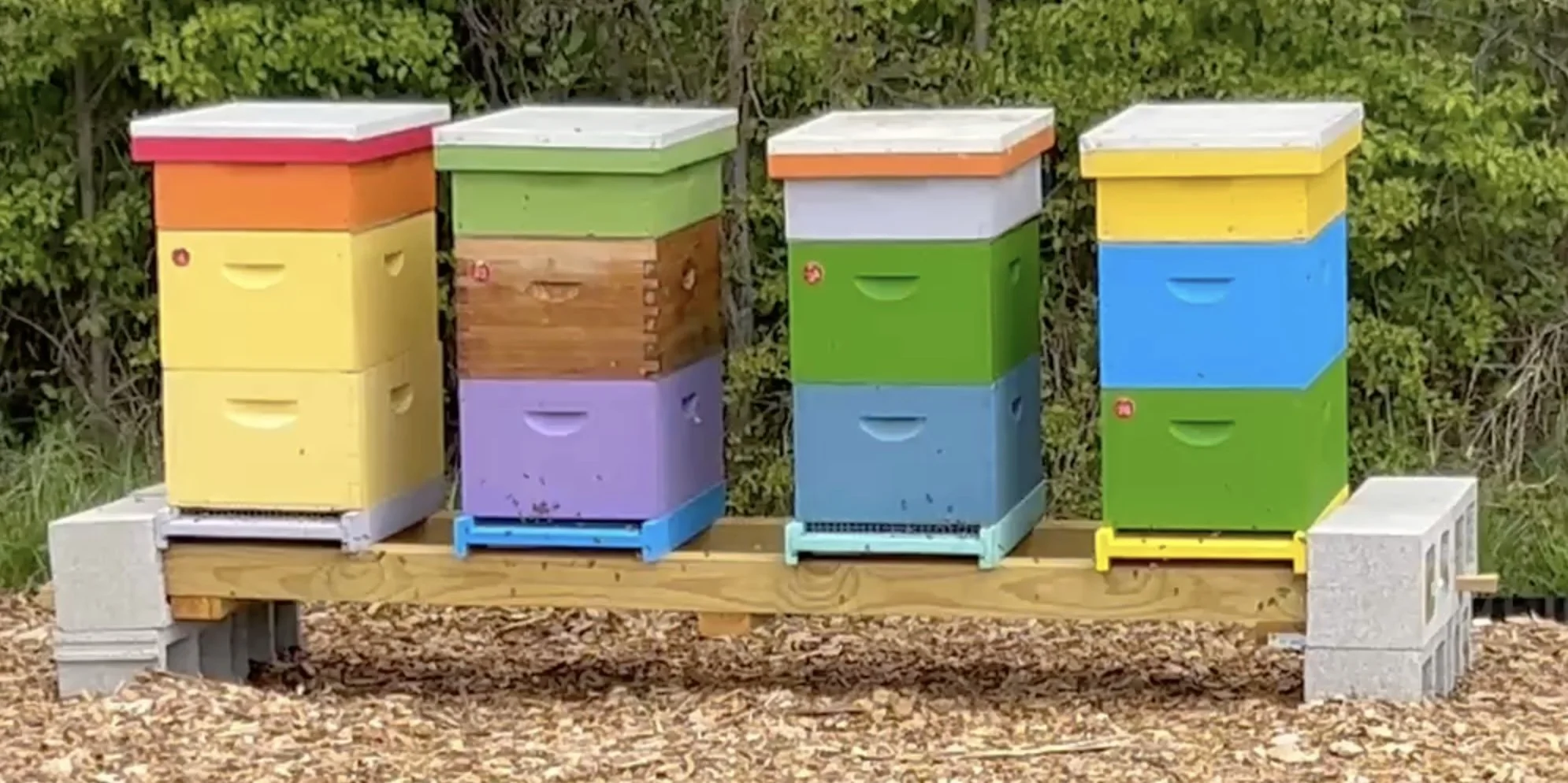 Bee boxes by the veggie patch