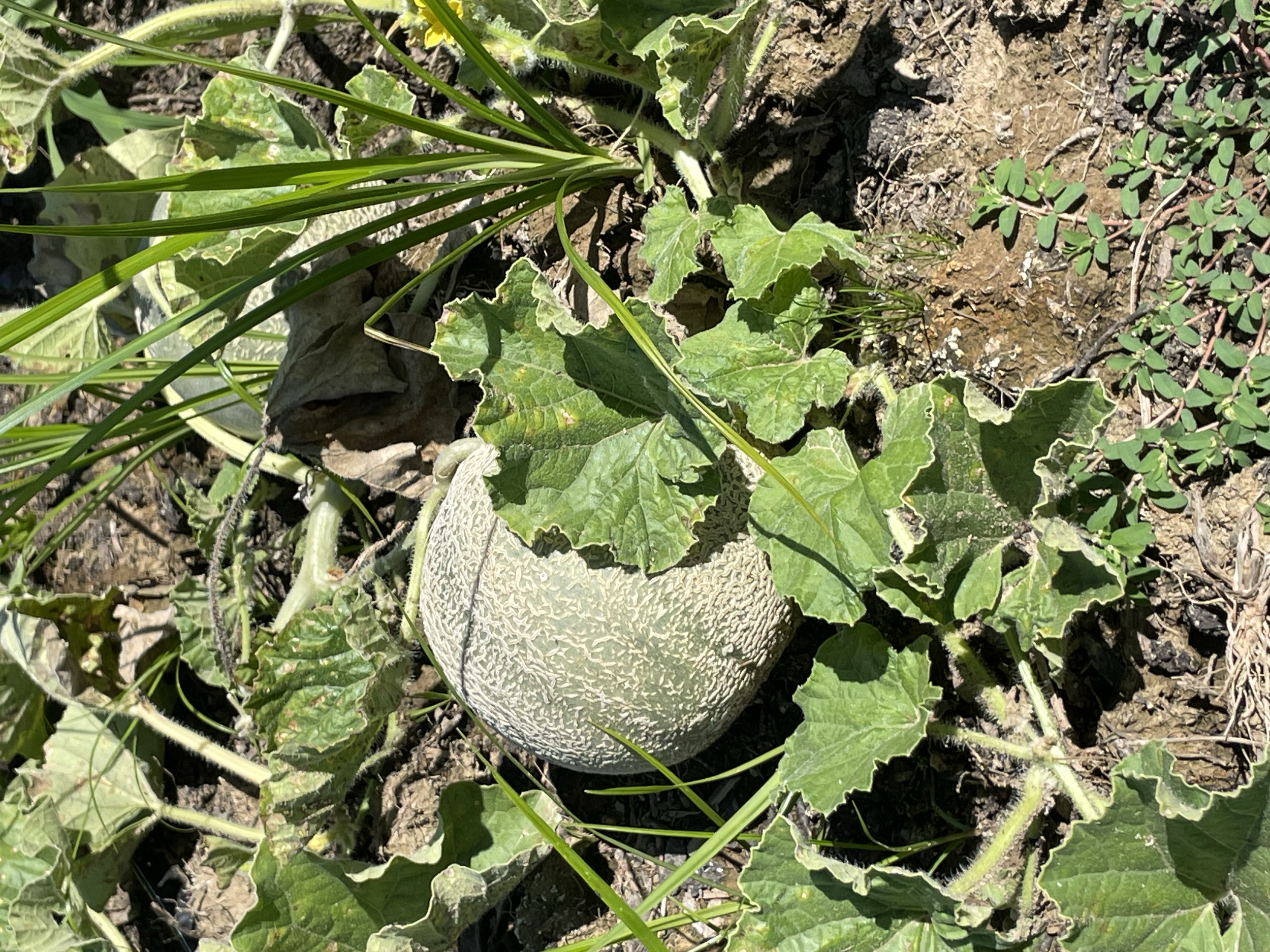 Melon