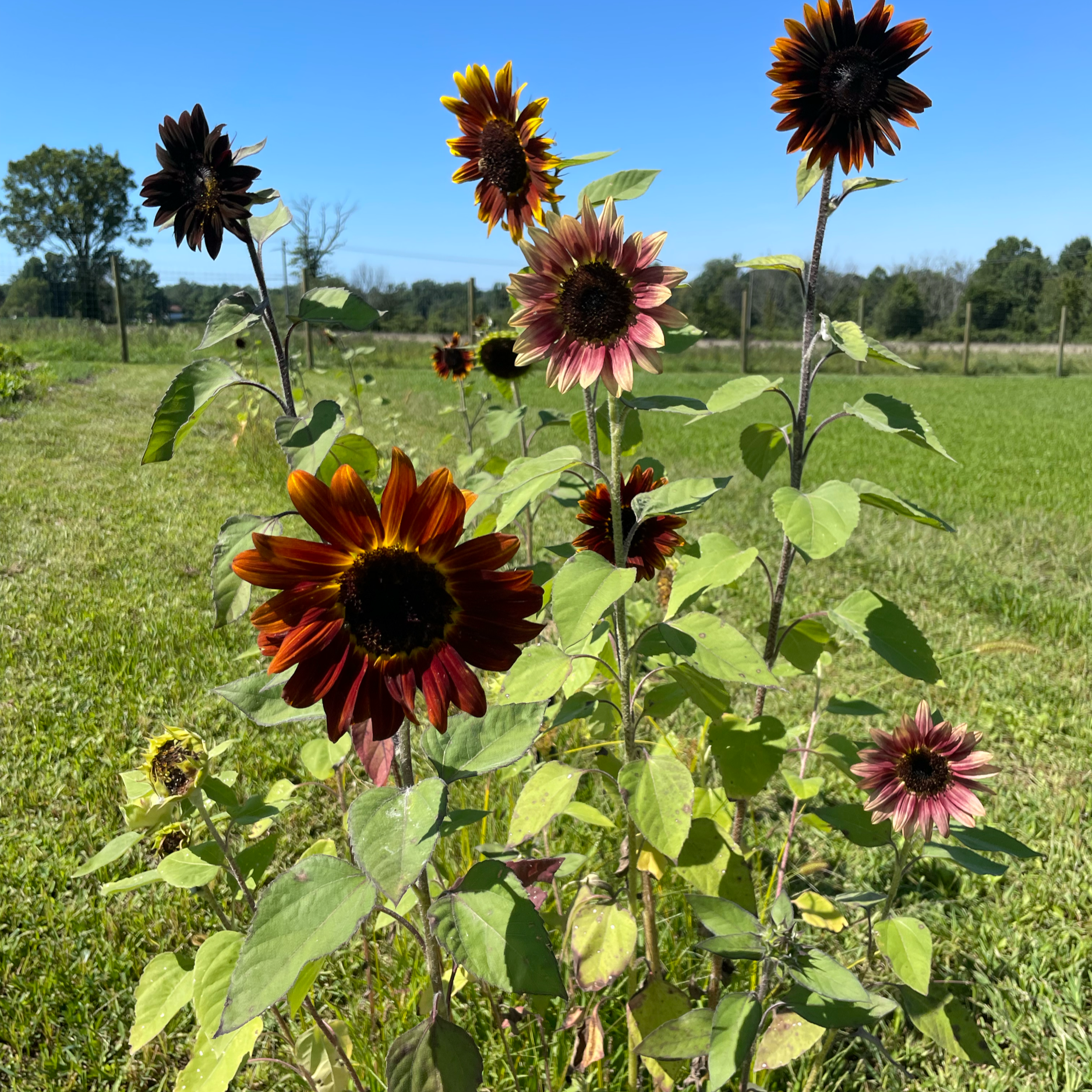 Nothing says summer like sunflowers