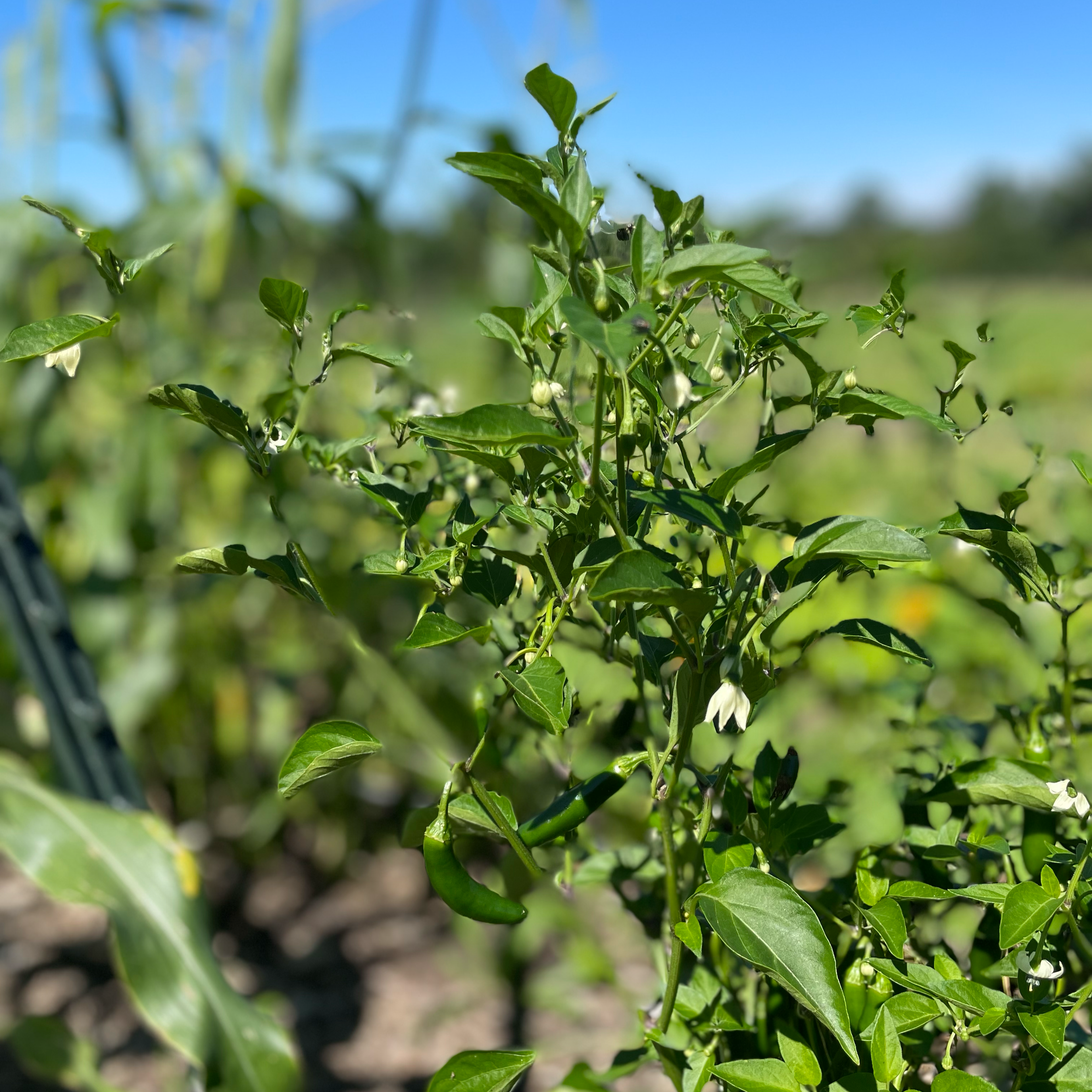 These peppers are HOT!!