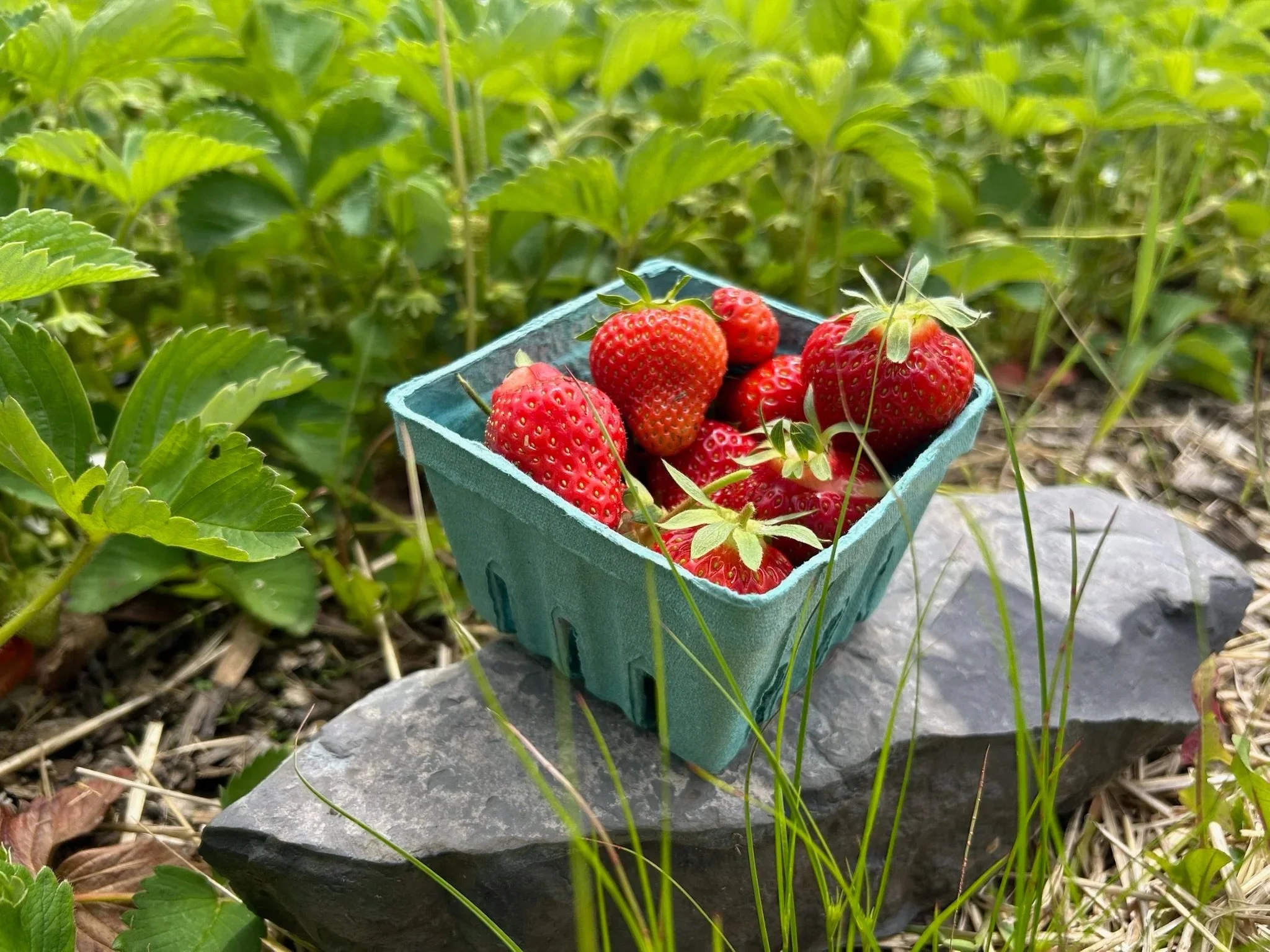 Fresh strawberries