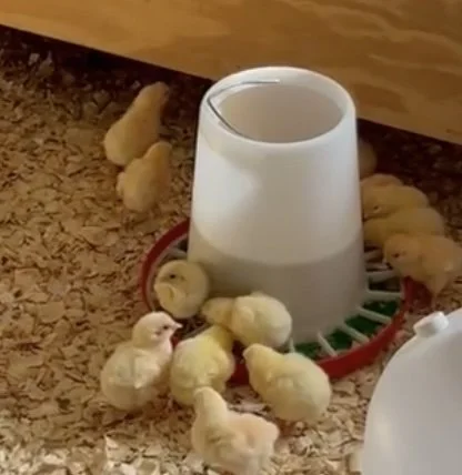 Baby chicks - Summer 2026