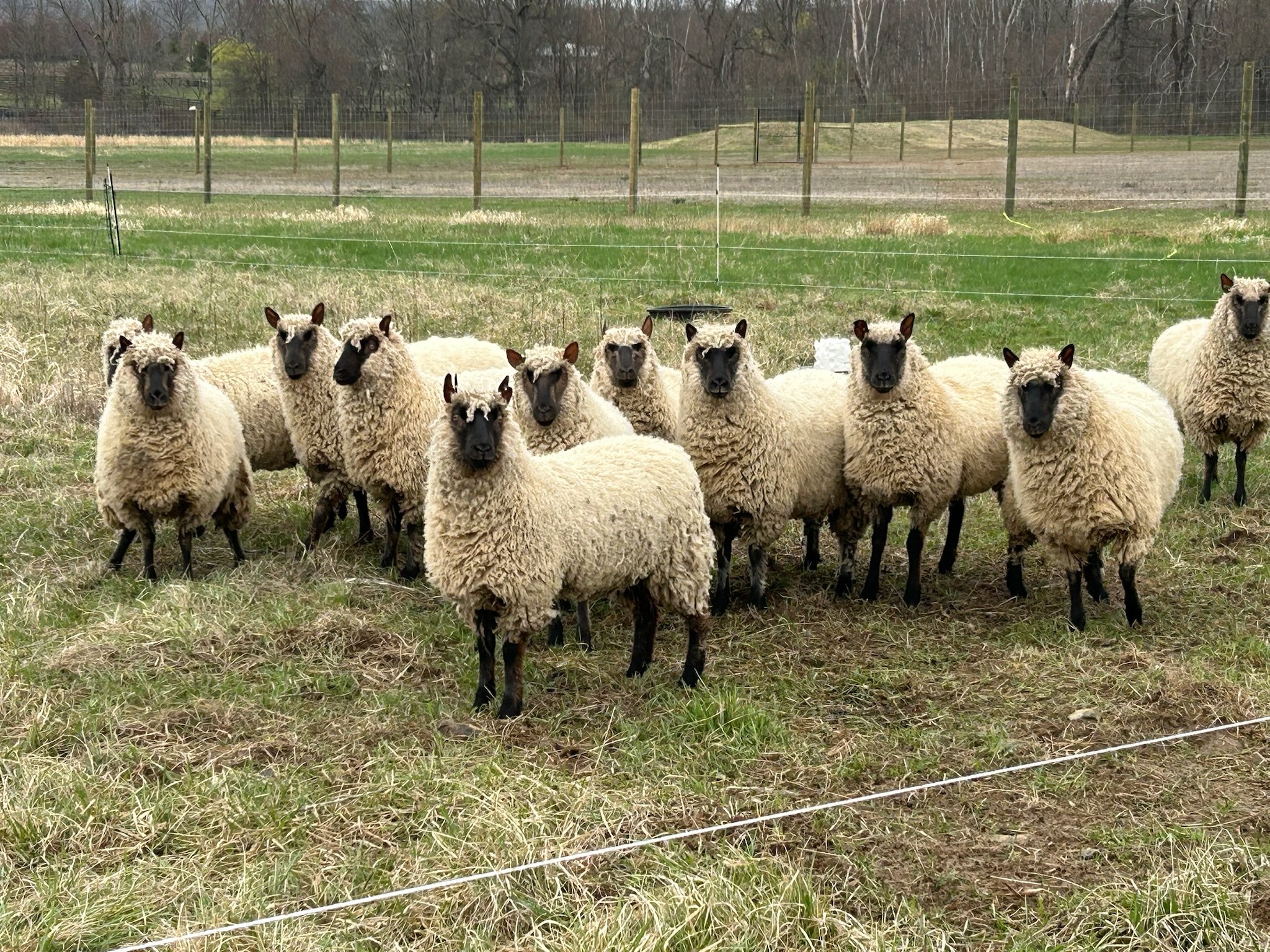 These ewes are our latest residents