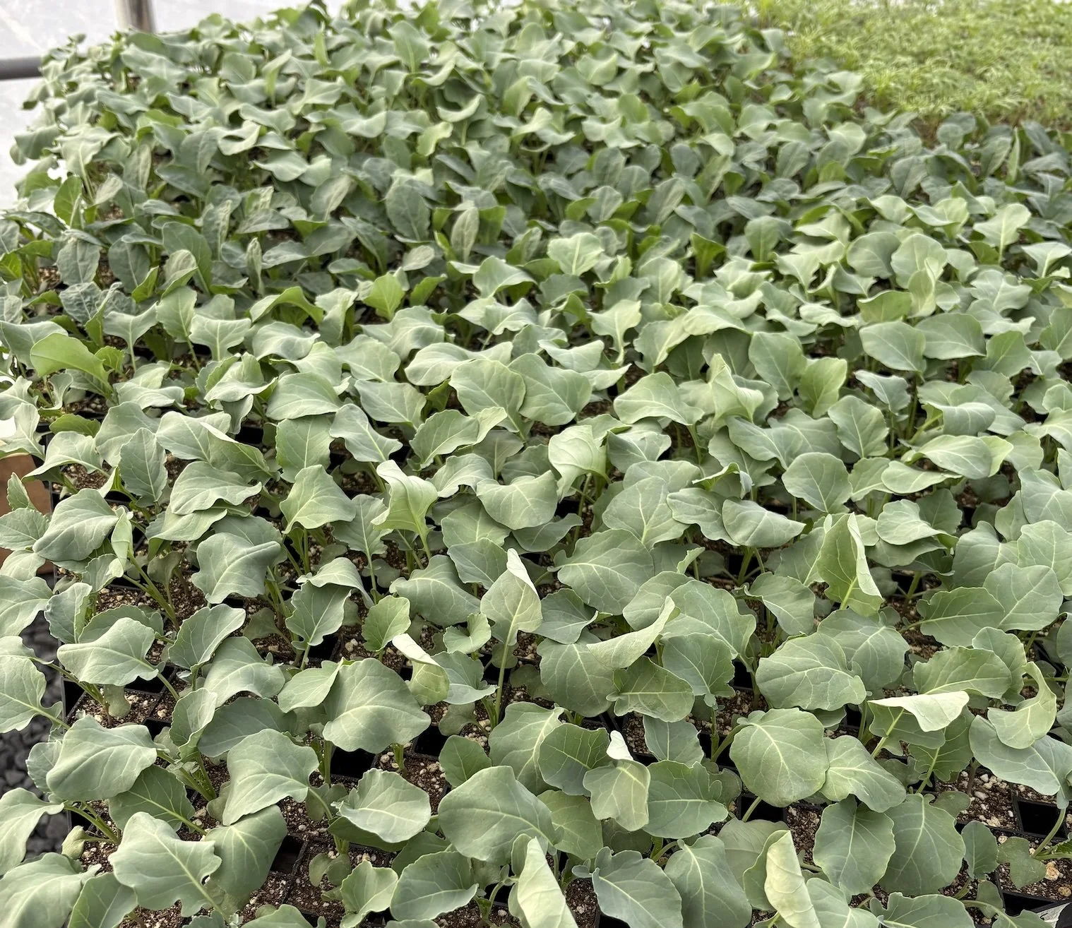 Seedlings in the greenhouse