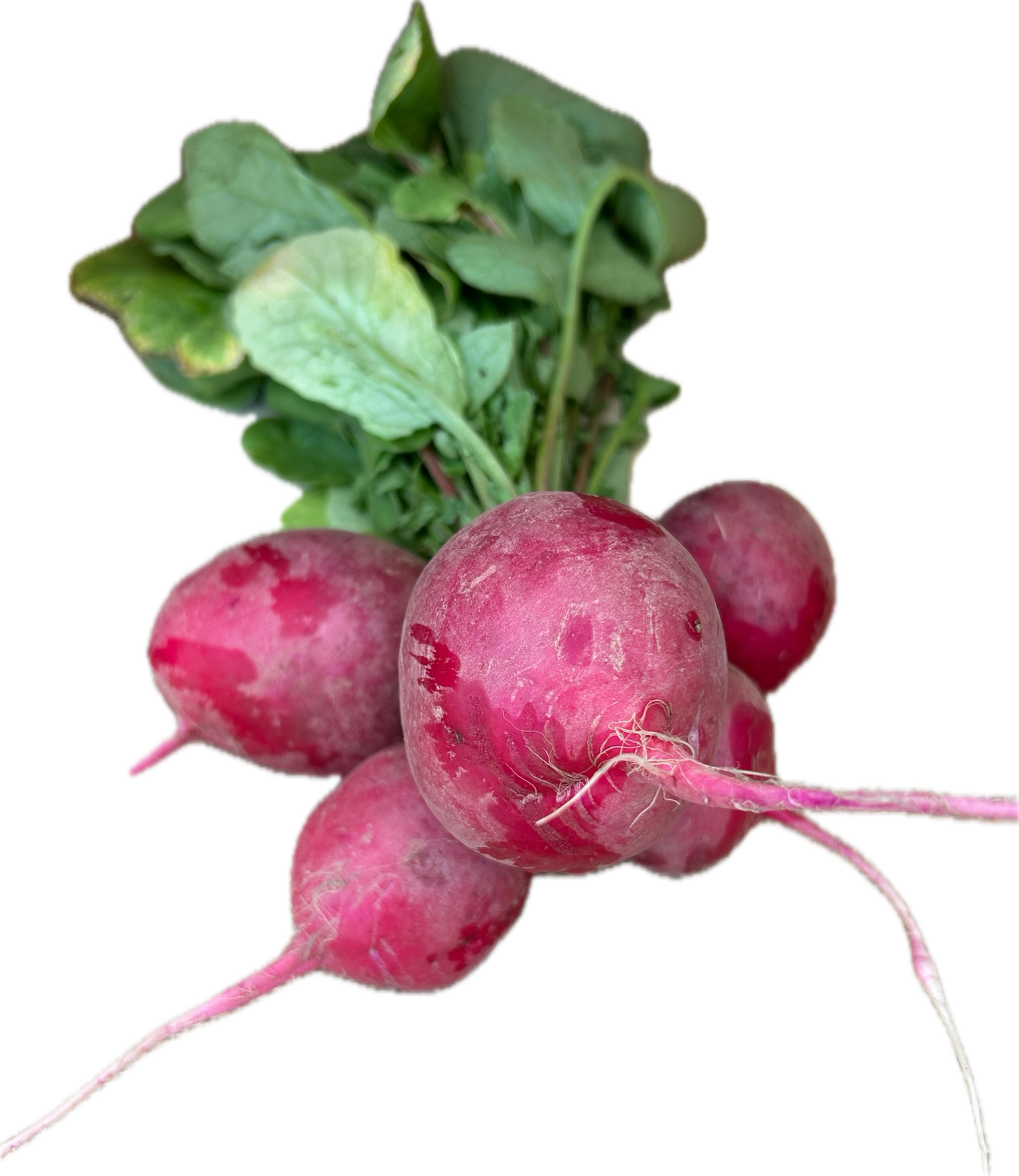 Radishes