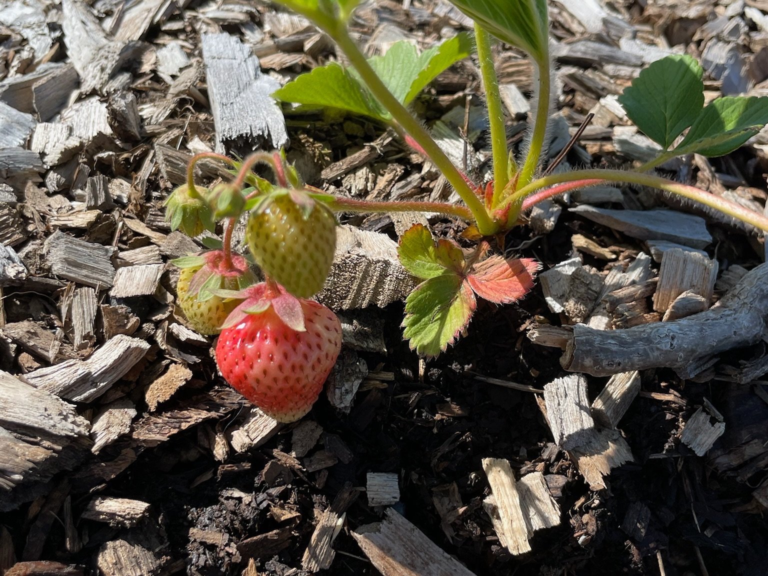 An early strawberry!