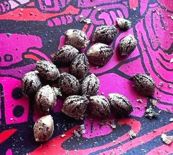 MultipleSeedsIMG_2283.jpg