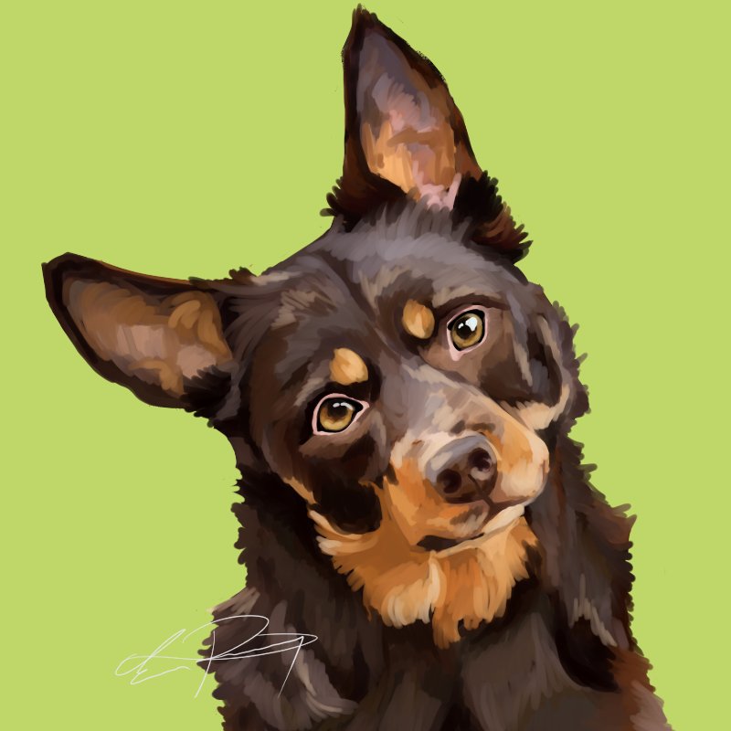Kelpie Illustration SIGNED.jpg