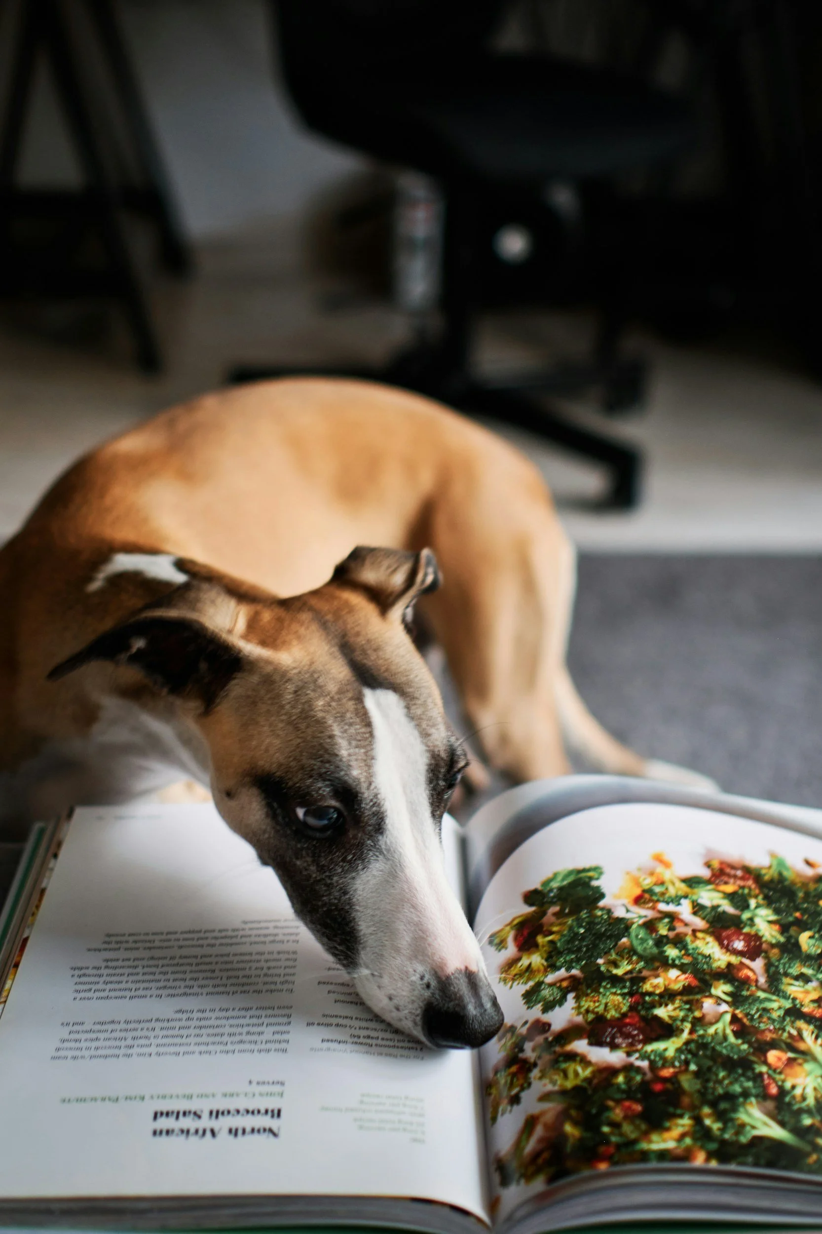 A dog with a white face and a brown body looking at an open cookbook with a colorful image of a salad.
