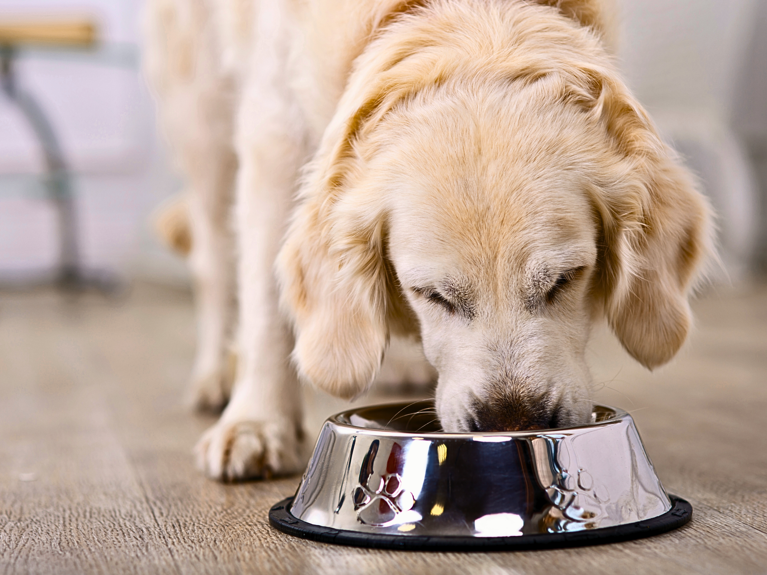 Golden retriever eating healthy food from a metal bowl on a wooden floor.