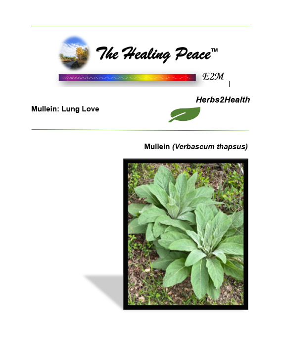 eBook Cover Mullein.png