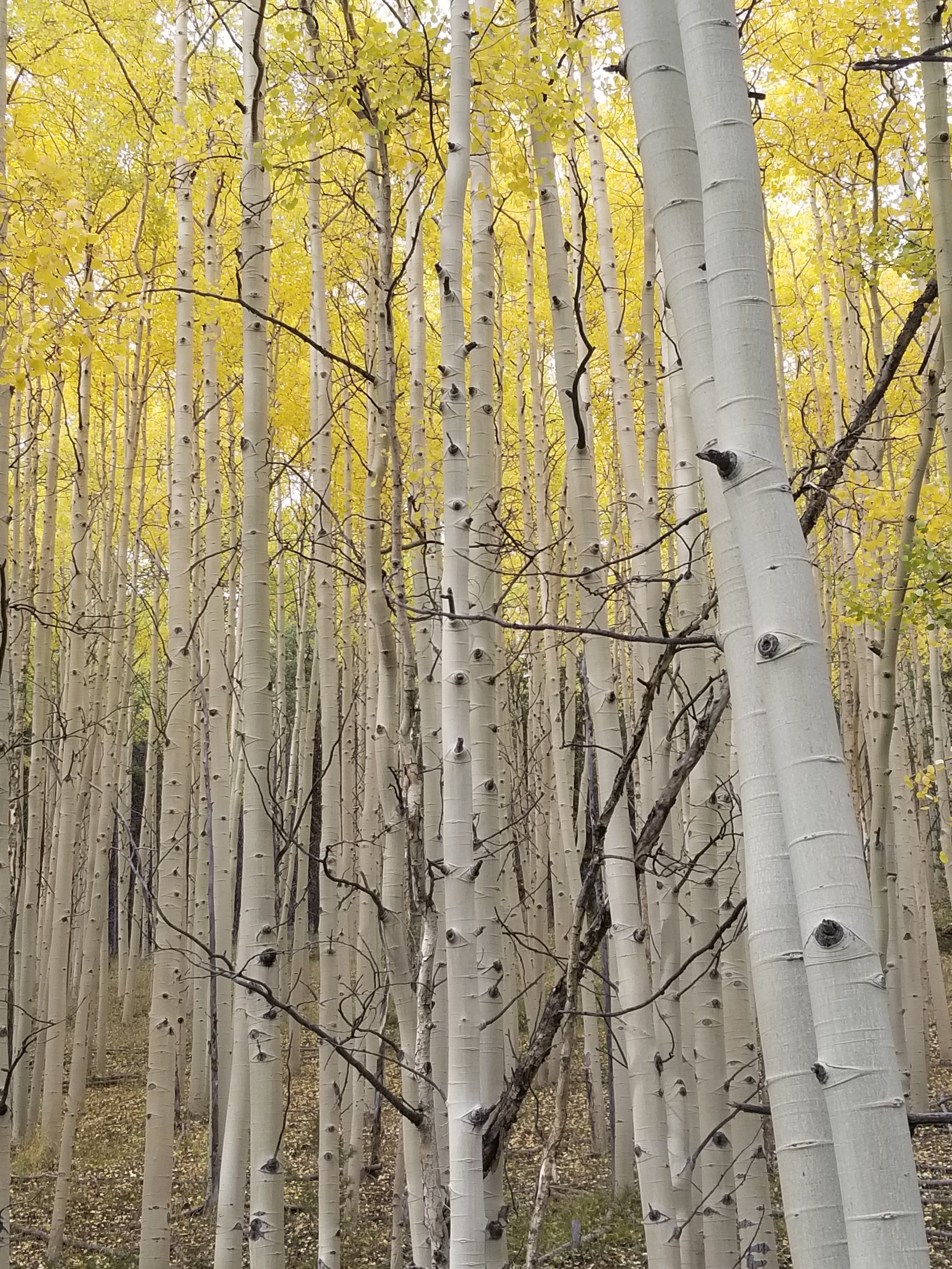 Marshall pass 49.jpg
