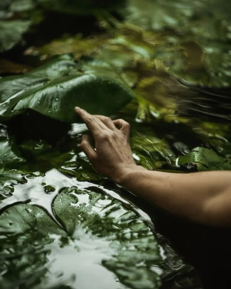 Main dans l'eau nageant parmi de grandes feuilles flottantes dans un environnement naturel
