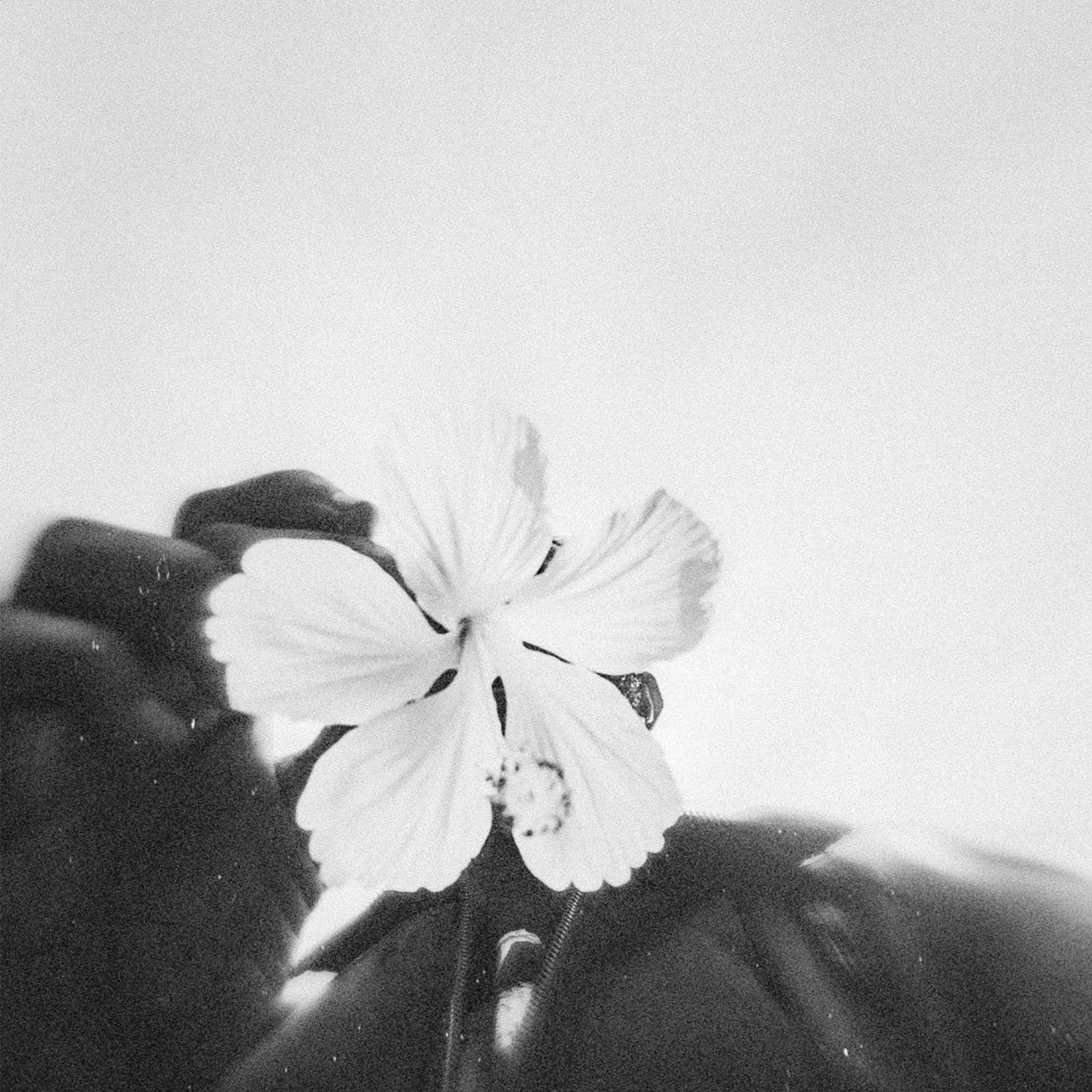 Une fleur blanche avec des ailes de papillon repose sur une main. Image en noir et blanc.