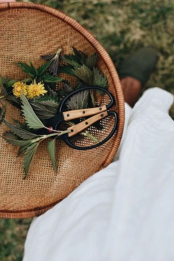 Panier en rotin contenant des feuilles vertes et des fleurs jaunes, une paire de ciseaux de jardinage avec des manches en bois, posé sur une personne portant un vêtement blanc, à l'extérieur sur l'herbe.