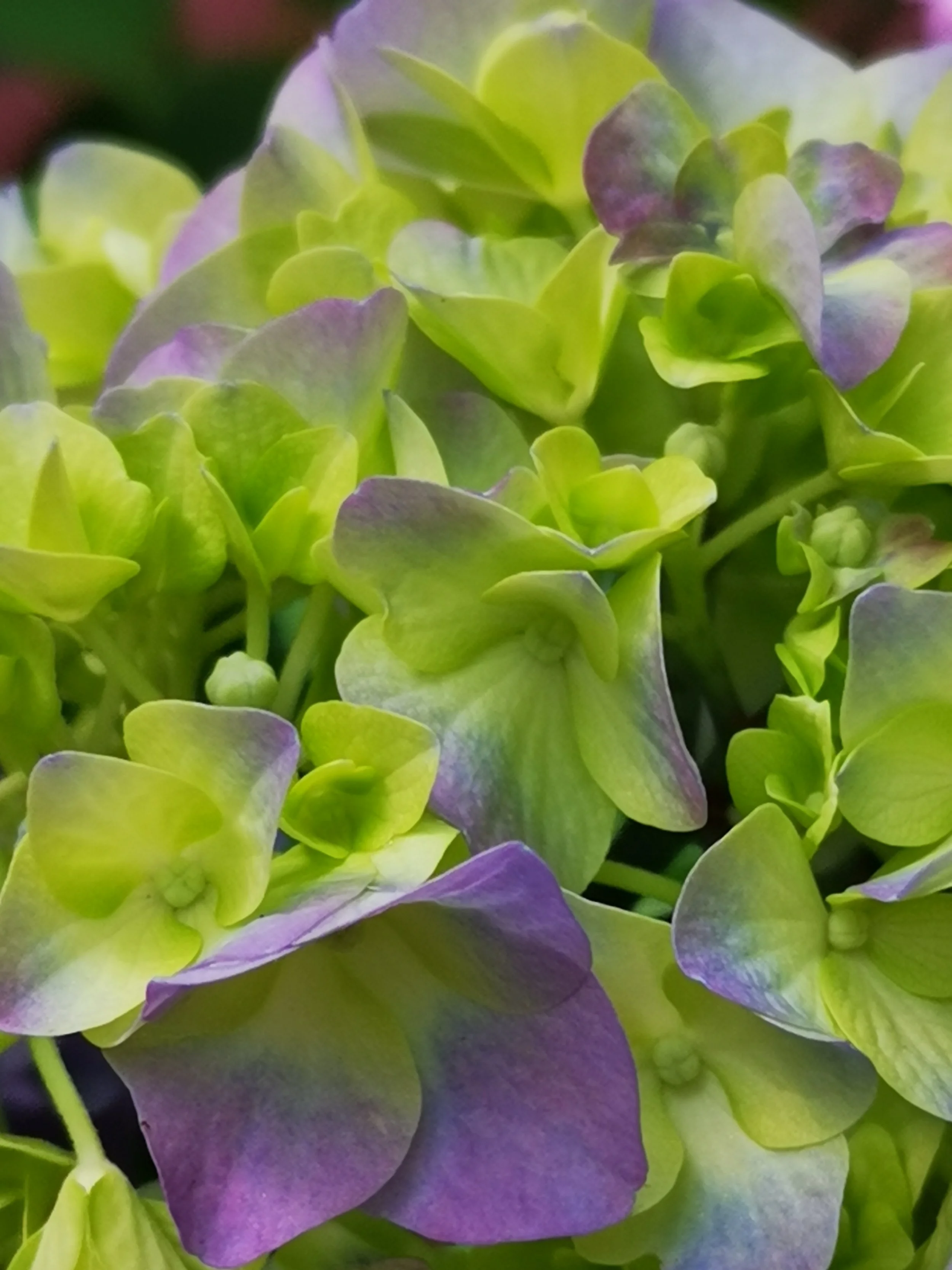 Snezana Bastovanovic Chatagny, théraputhe et fondatrice de Centre SunSoulCare Thérapies & Retraites en Suisse. Plus de 20 ans d'experiance.