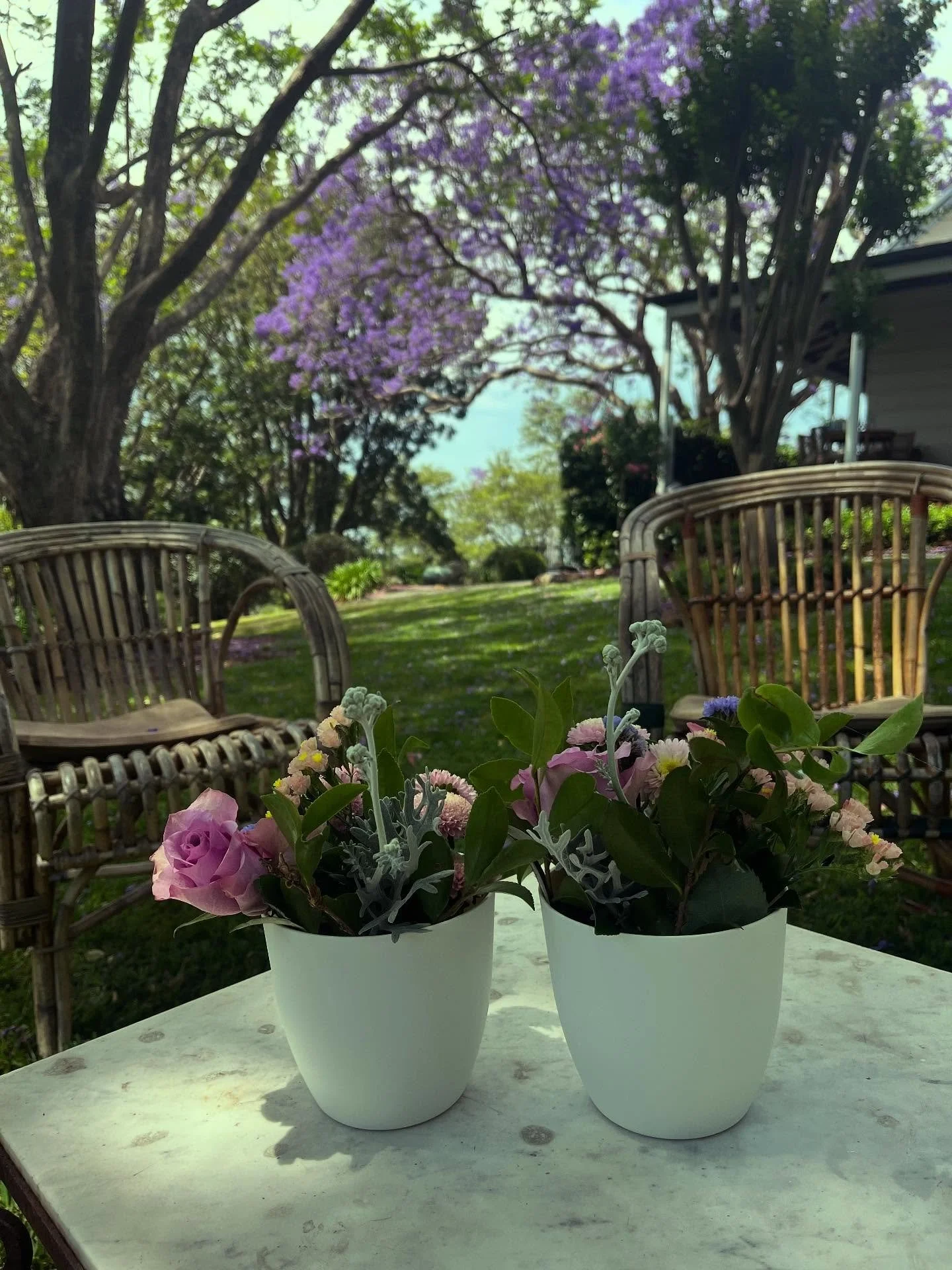 Jacaranda party 2025. So far, so good