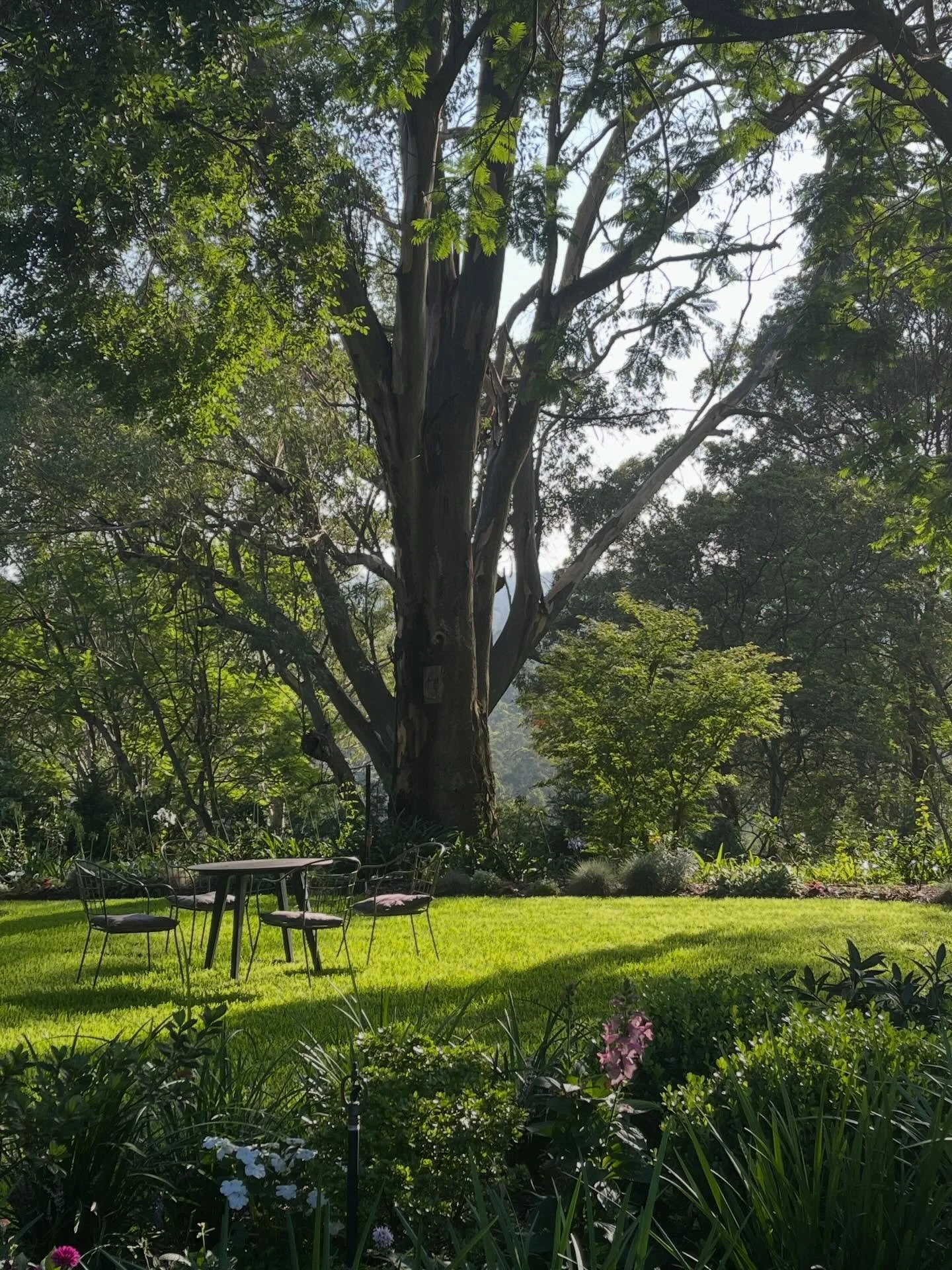 Summer mornings at Beechwood. No place I&rsquo;d rather be ❤️

@kurrajongnsw 
@historicstays 
#homesweethome 
#gardenparty