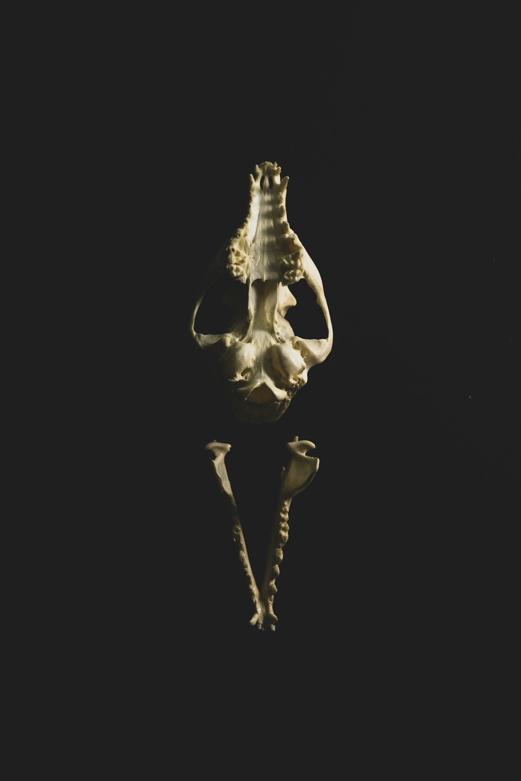 animal skull open with top jaw exposed up and bottom mandible below it