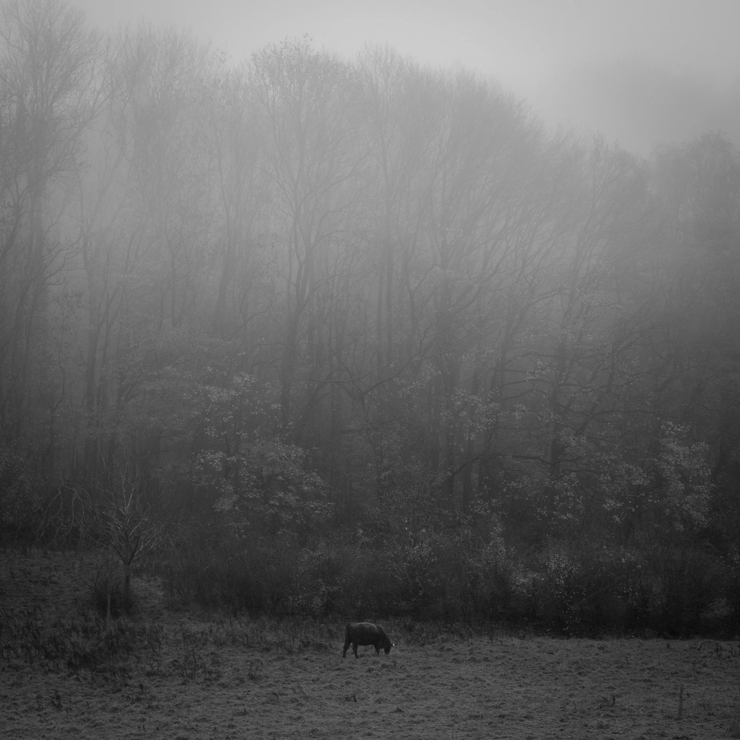 Bull grazing in pasture next to woods on a foggy evening